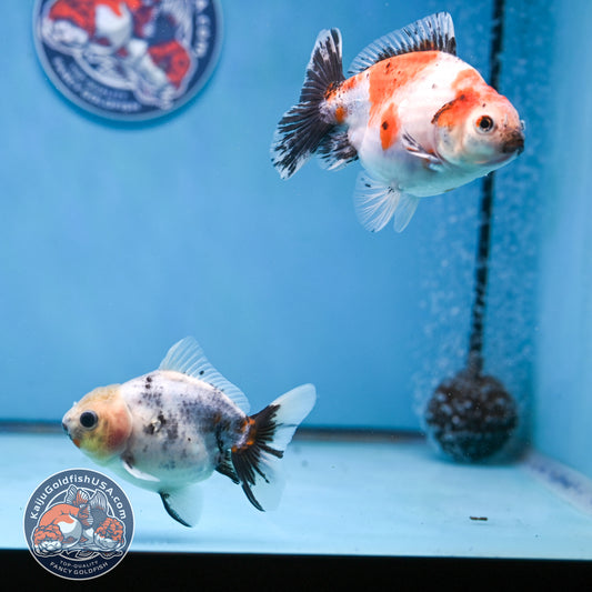 2-Pack Juvenile Shogun Long Body Oranda 2.5-3.5 inch Body (251017_OR21)