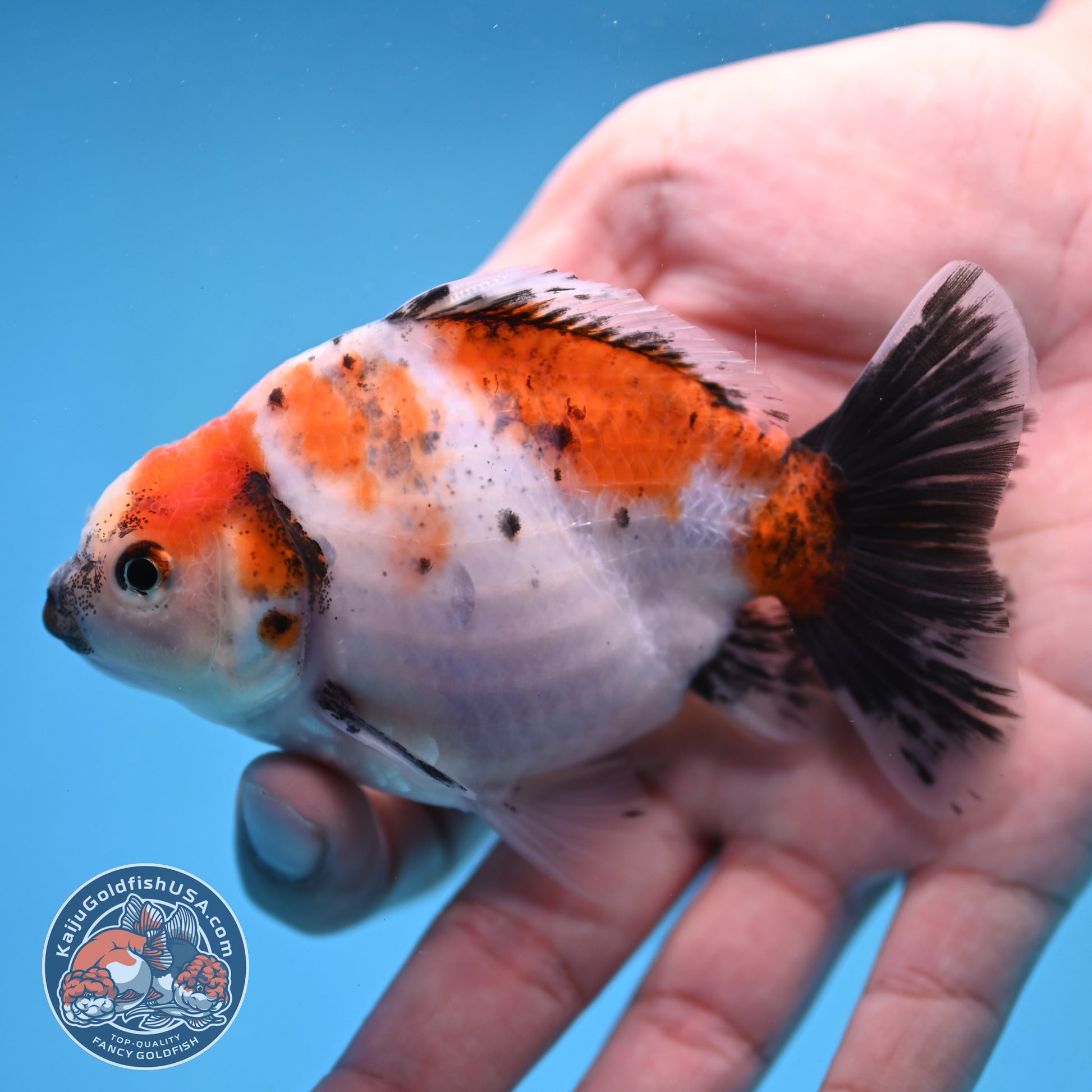 2-Pack Juvenile Shogun Long Body Oranda 2.5-3.5 inch Body (251017_OR21)