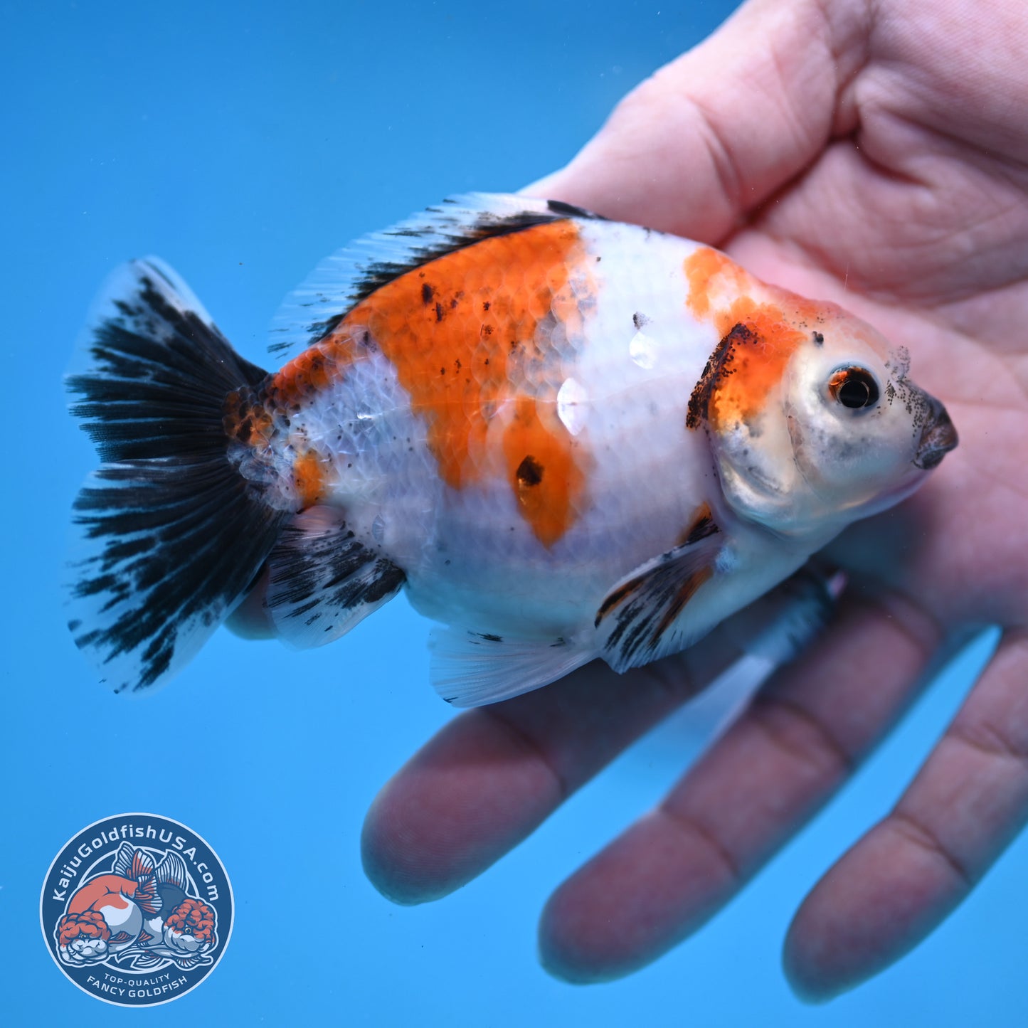 2-Pack Juvenile Shogun Long Body Oranda 2.5-3.5 inch Body (251017_OR21)