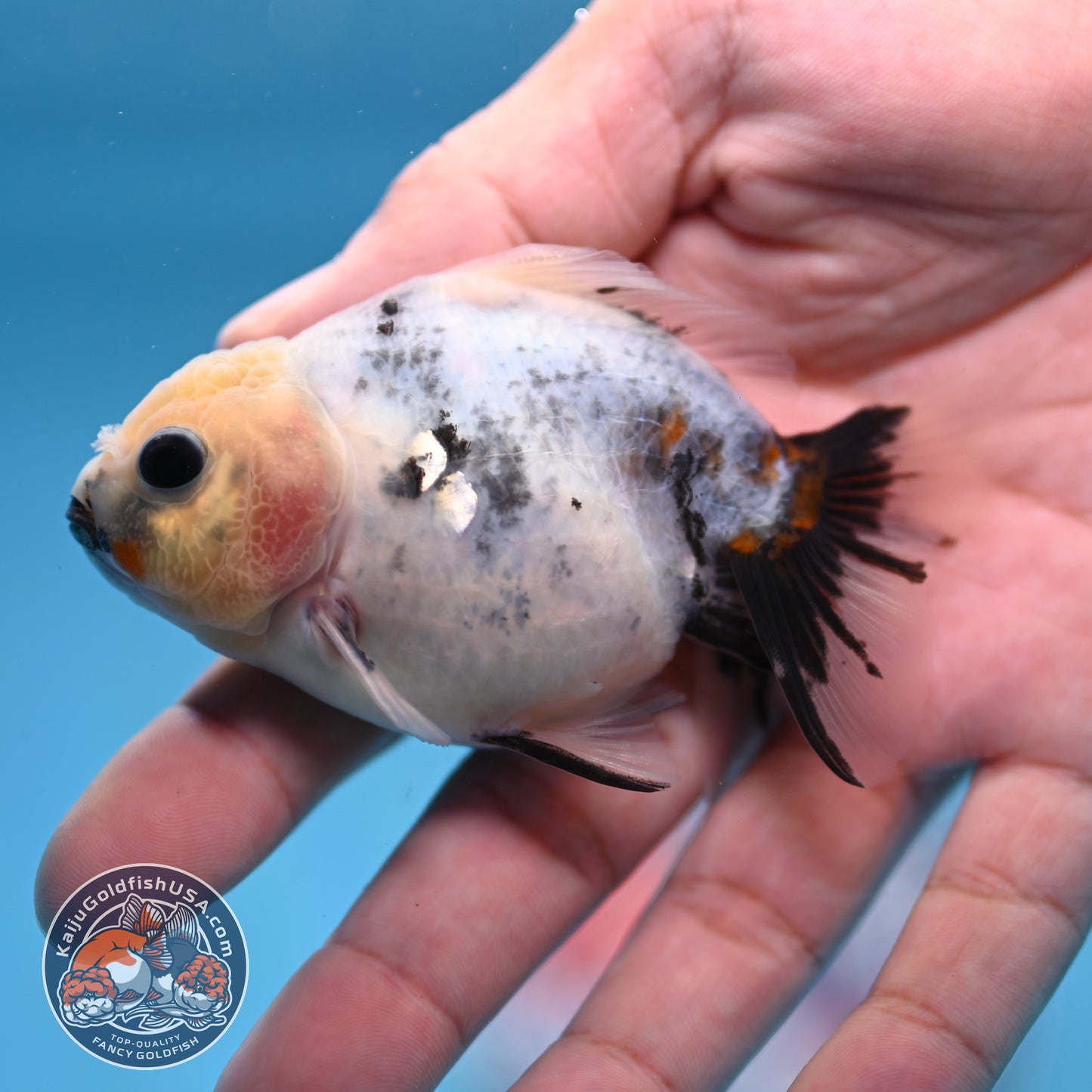 2-Pack Juvenile Shogun Long Body Oranda 2.5-3.5 inch Body (251017_OR21)