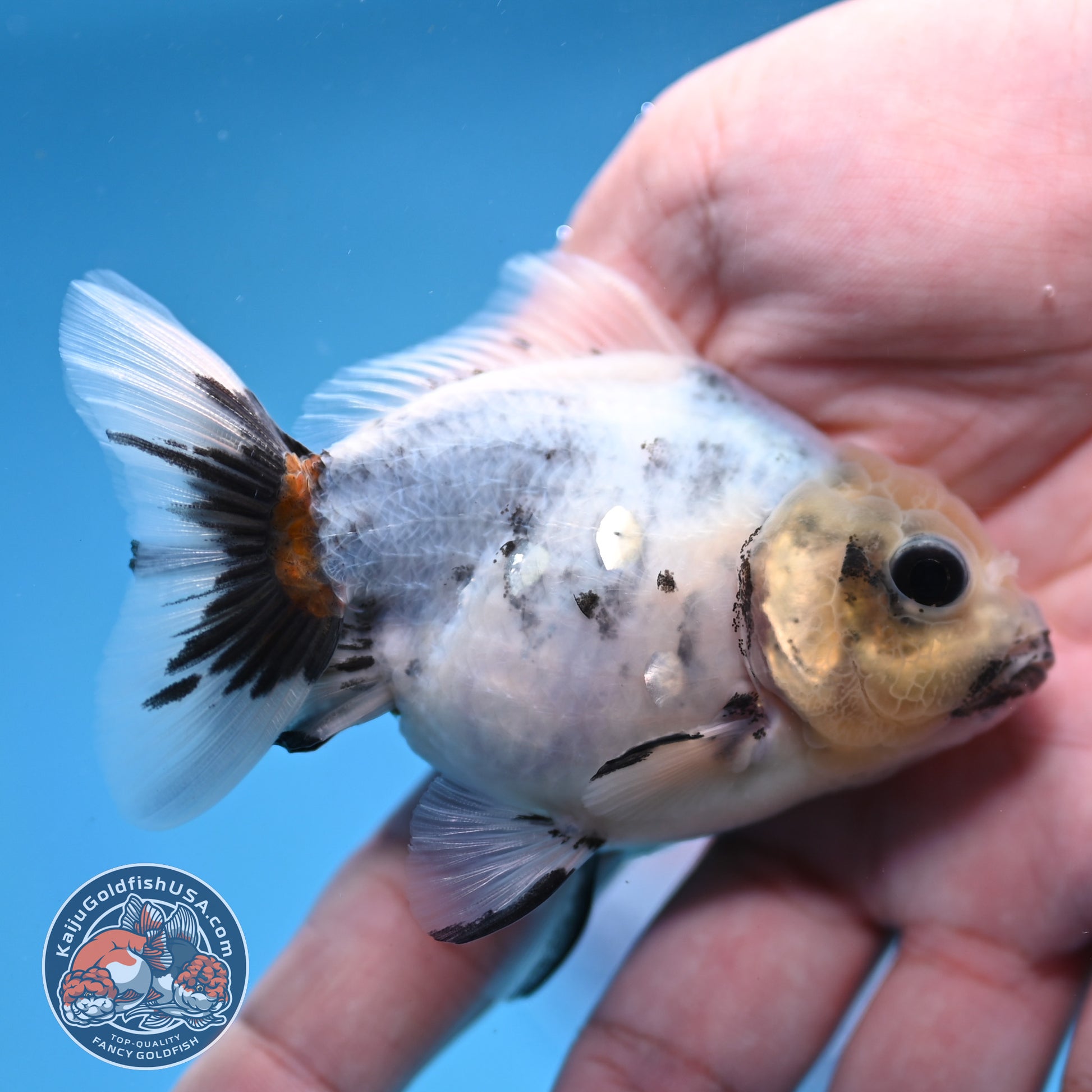 2-Pack Juvenile Shogun Long Body Oranda 2.5-3.5 inch Body (251017_OR21)