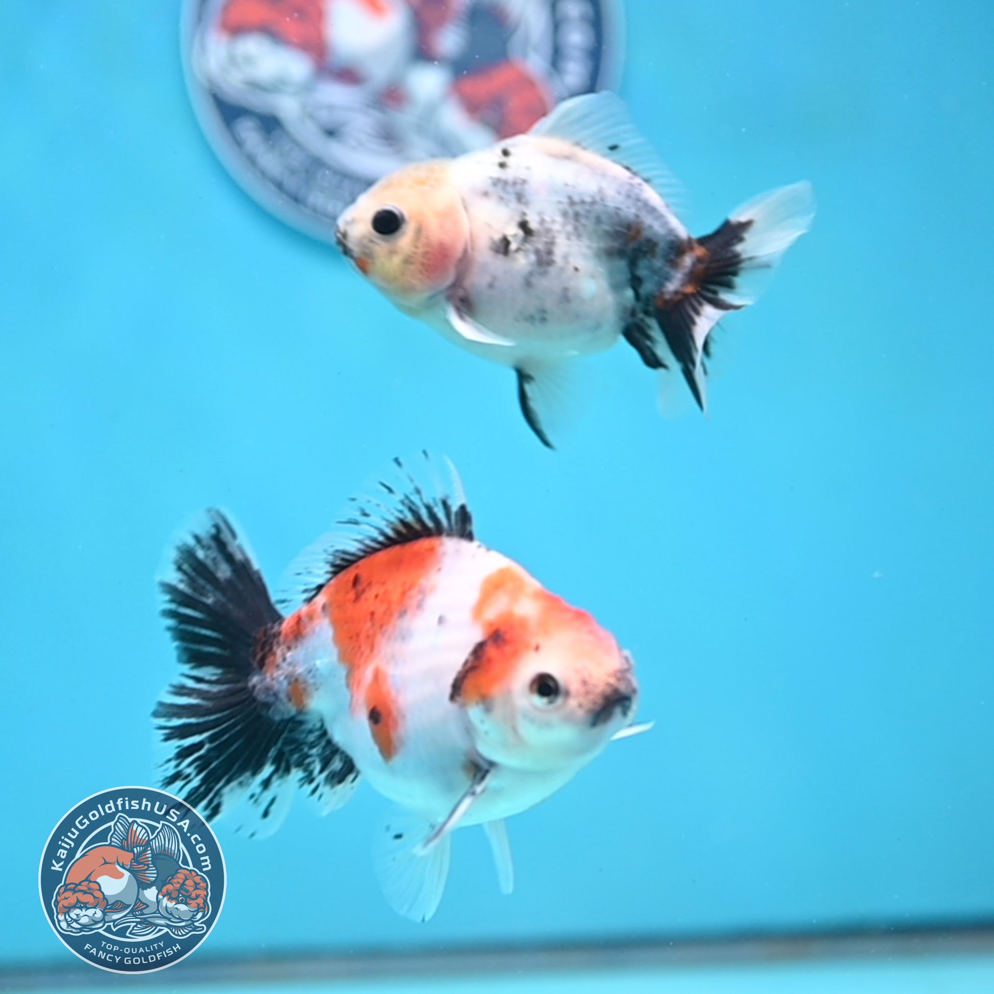2-Pack Juvenile Shogun Long Body Oranda 2.5-3.5 inch Body (251017_OR21)