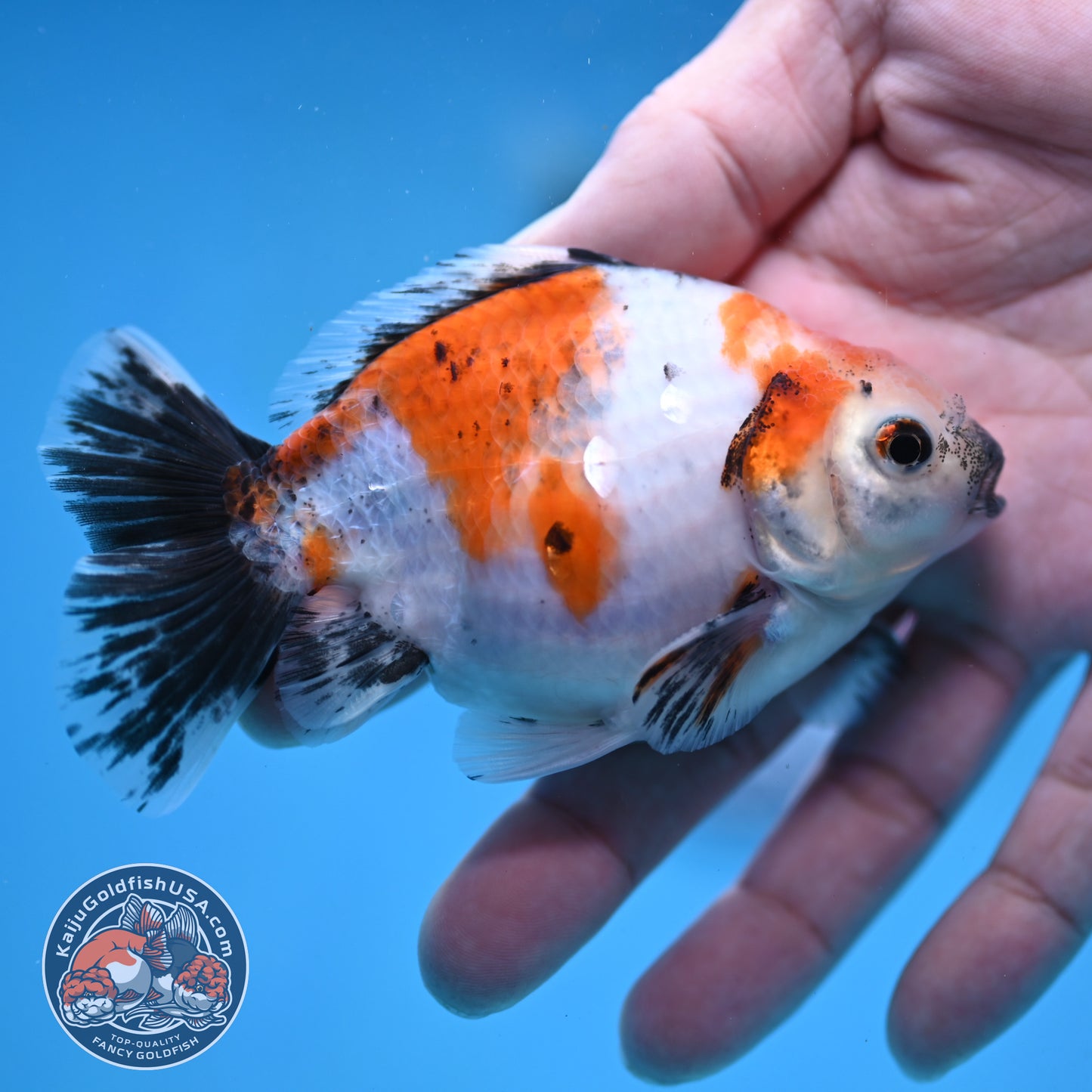 2-Pack Juvenile Shogun Long Body Oranda 2.5-3.5 inch Body (251017_OR21)
