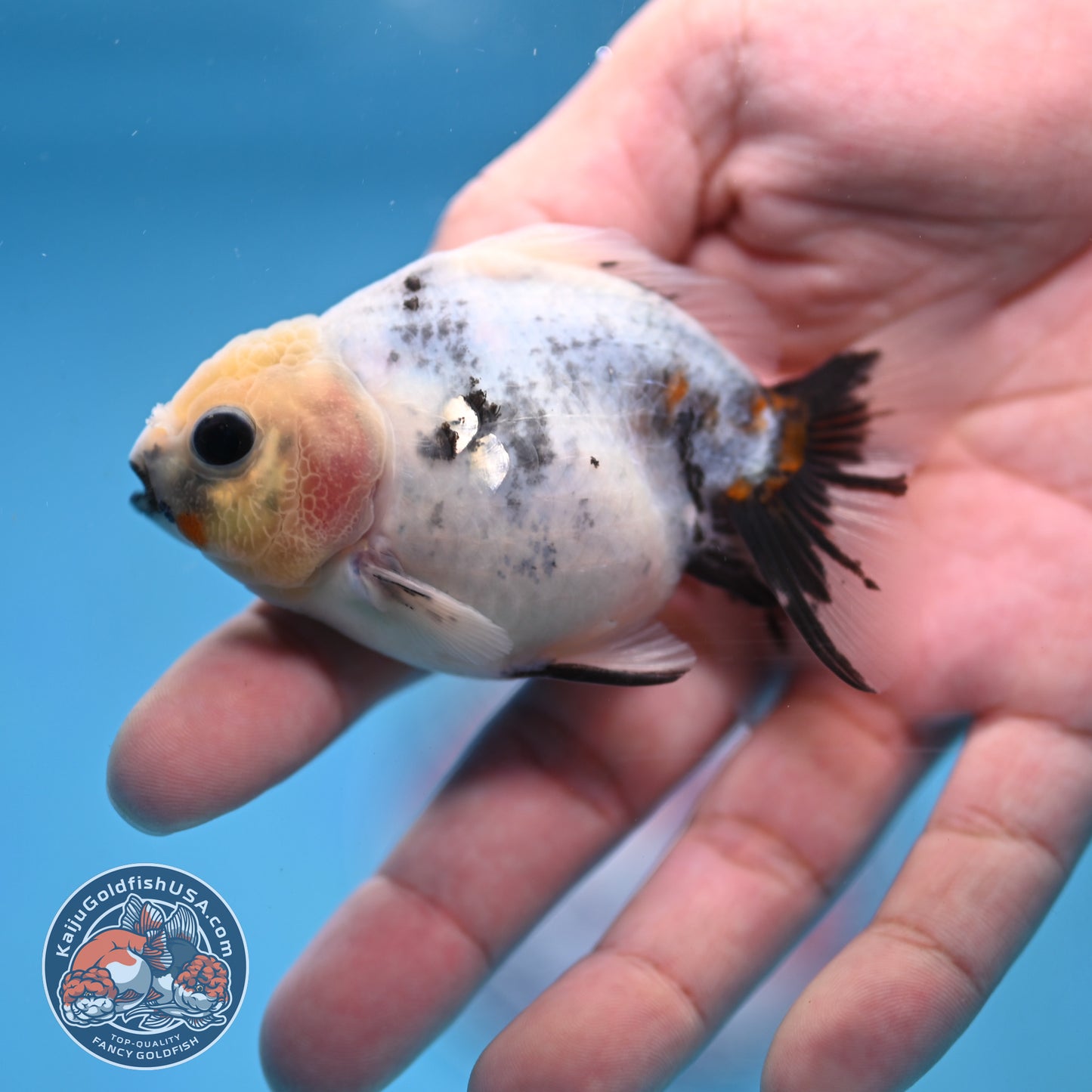 2-Pack Juvenile Shogun Long Body Oranda 2.5-3.5 inch Body (251017_OR21)