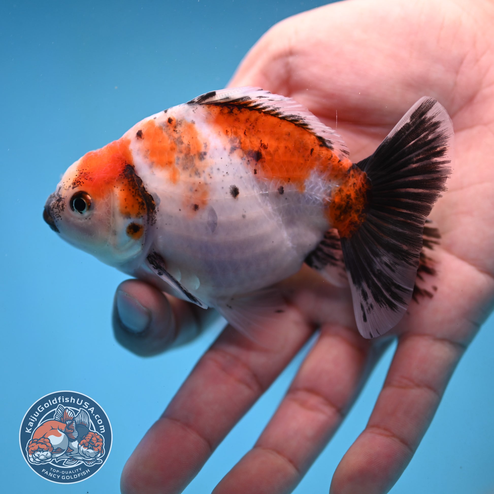2-Pack Juvenile Shogun Long Body Oranda 2.5-3.5 inch Body (251017_OR21)