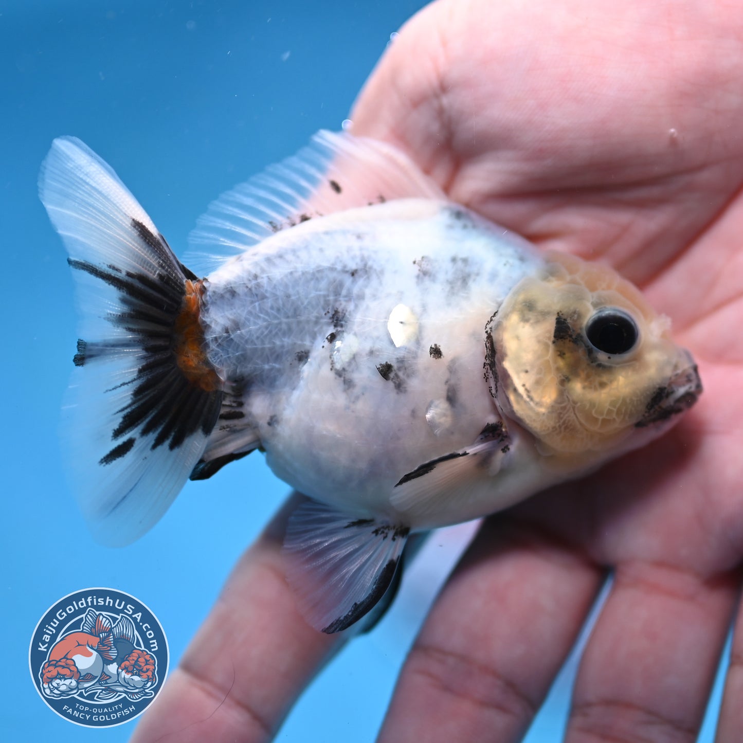 2-Pack Juvenile Shogun Long Body Oranda 2.5-3.5 inch Body (251017_OR21)