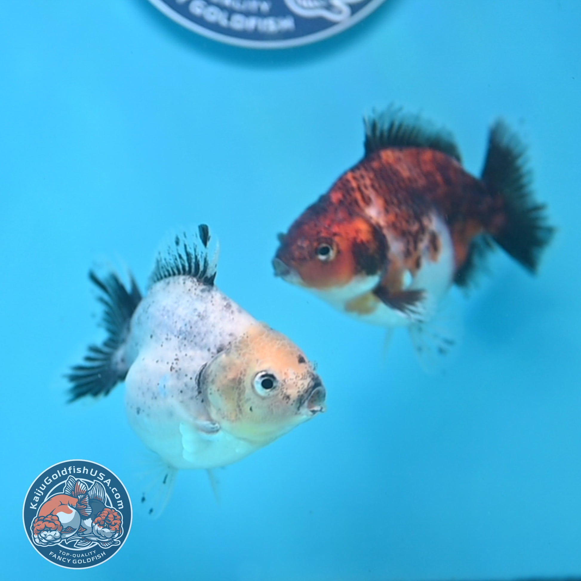 2-Pack Juvenile Shogun Long Body Oranda 2.5-3.5 inch Body (251017_OR22)