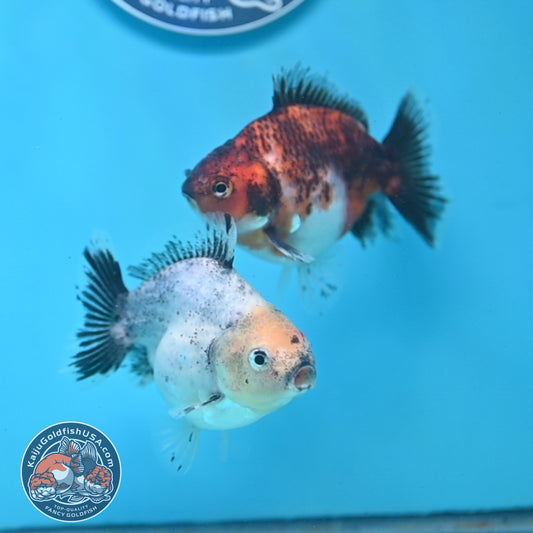 2-Pack Juvenile Shogun Long Body Oranda 2.5-3.5 inch Body (251017_OR22)