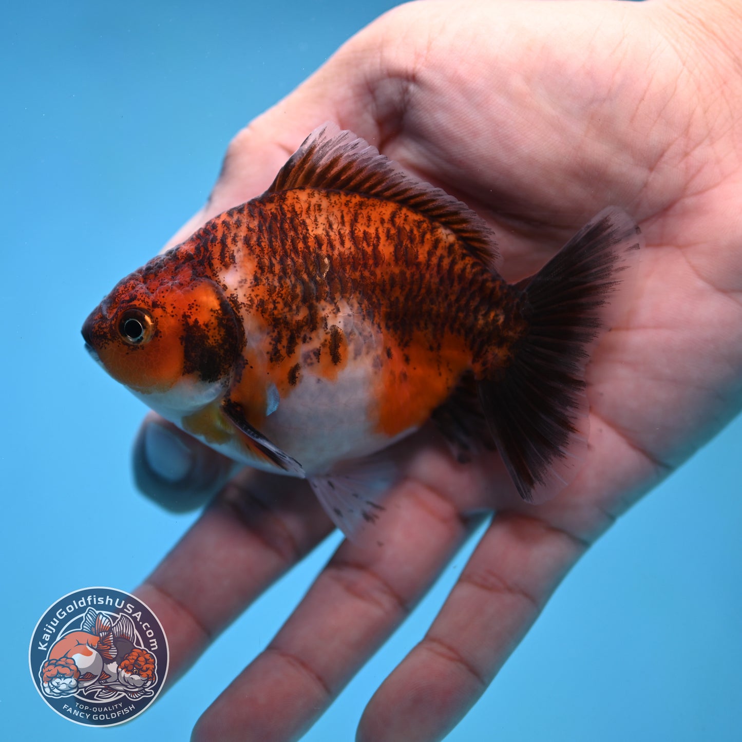 2-Pack Juvenile Shogun Long Body Oranda 2.5-3.5 inch Body (251017_OR22)