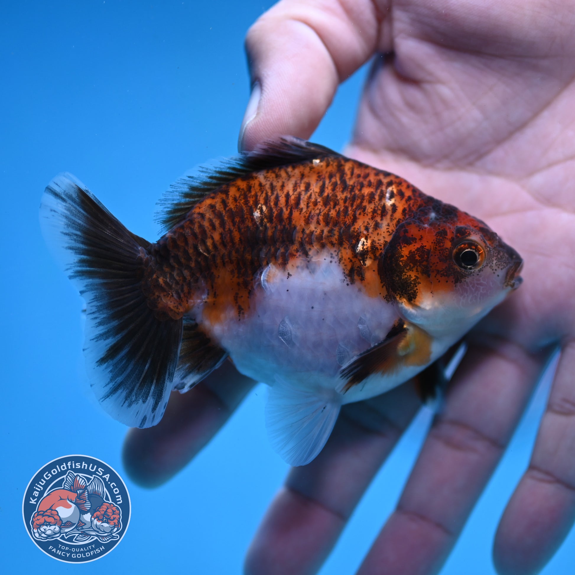 2-Pack Juvenile Shogun Long Body Oranda 2.5-3.5 inch Body (251017_OR22)