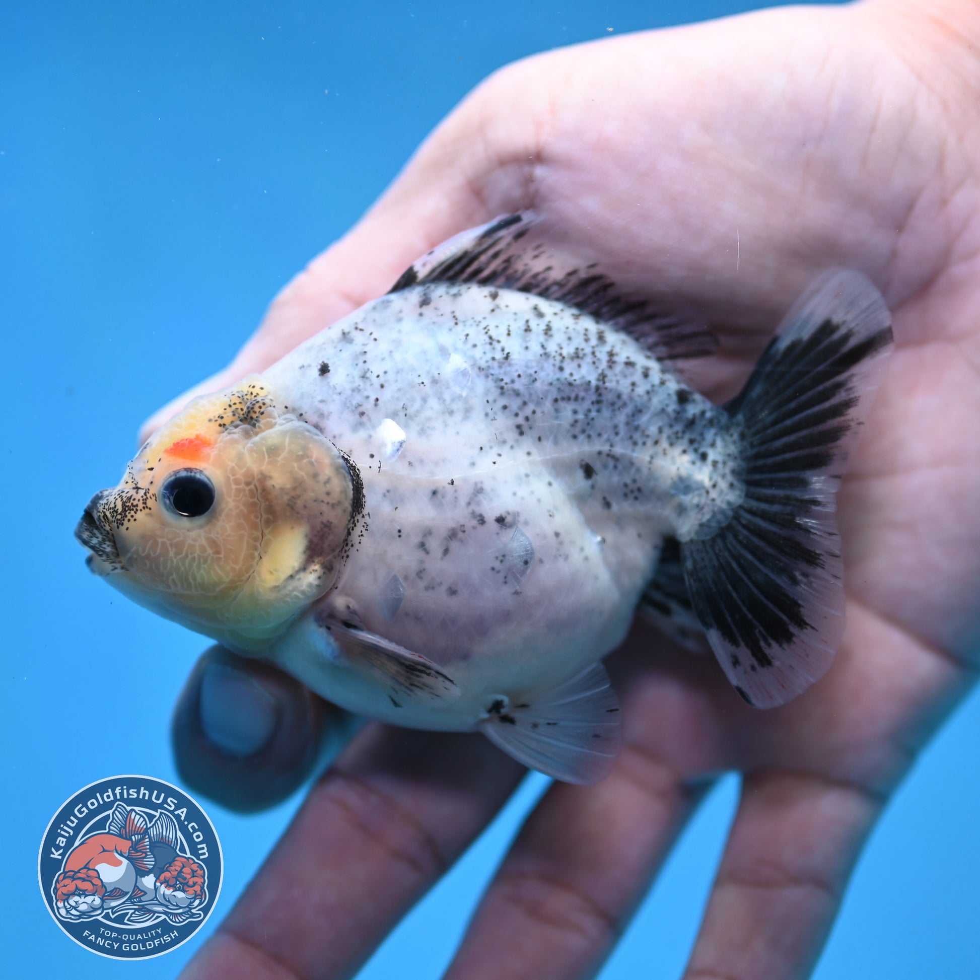 2-Pack Juvenile Shogun Long Body Oranda 2.5-3.5 inch Body (251017_OR22)