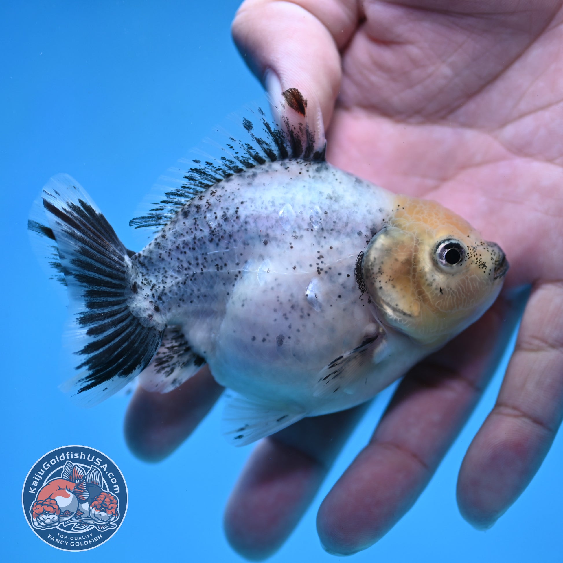 2-Pack Juvenile Shogun Long Body Oranda 2.5-3.5 inch Body (251017_OR22)