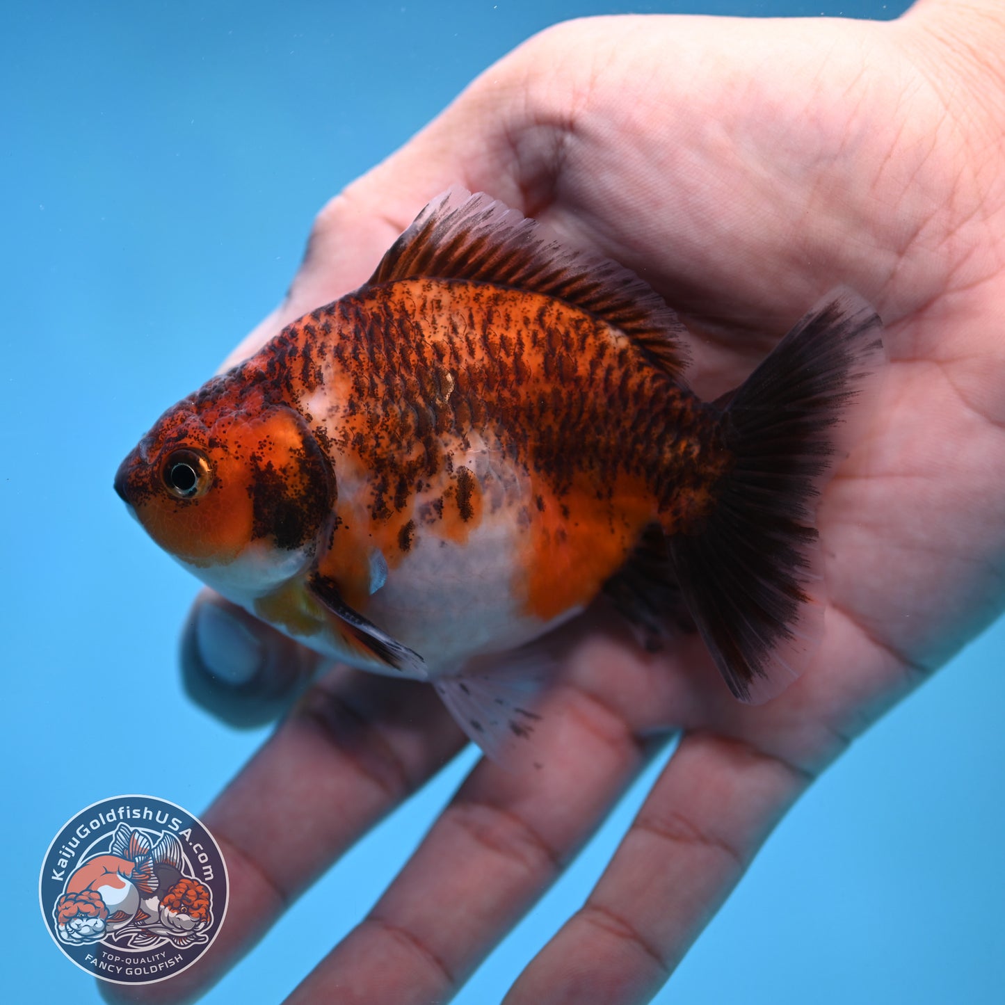 2-Pack Juvenile Shogun Long Body Oranda 2.5-3.5 inch Body (251017_OR22)