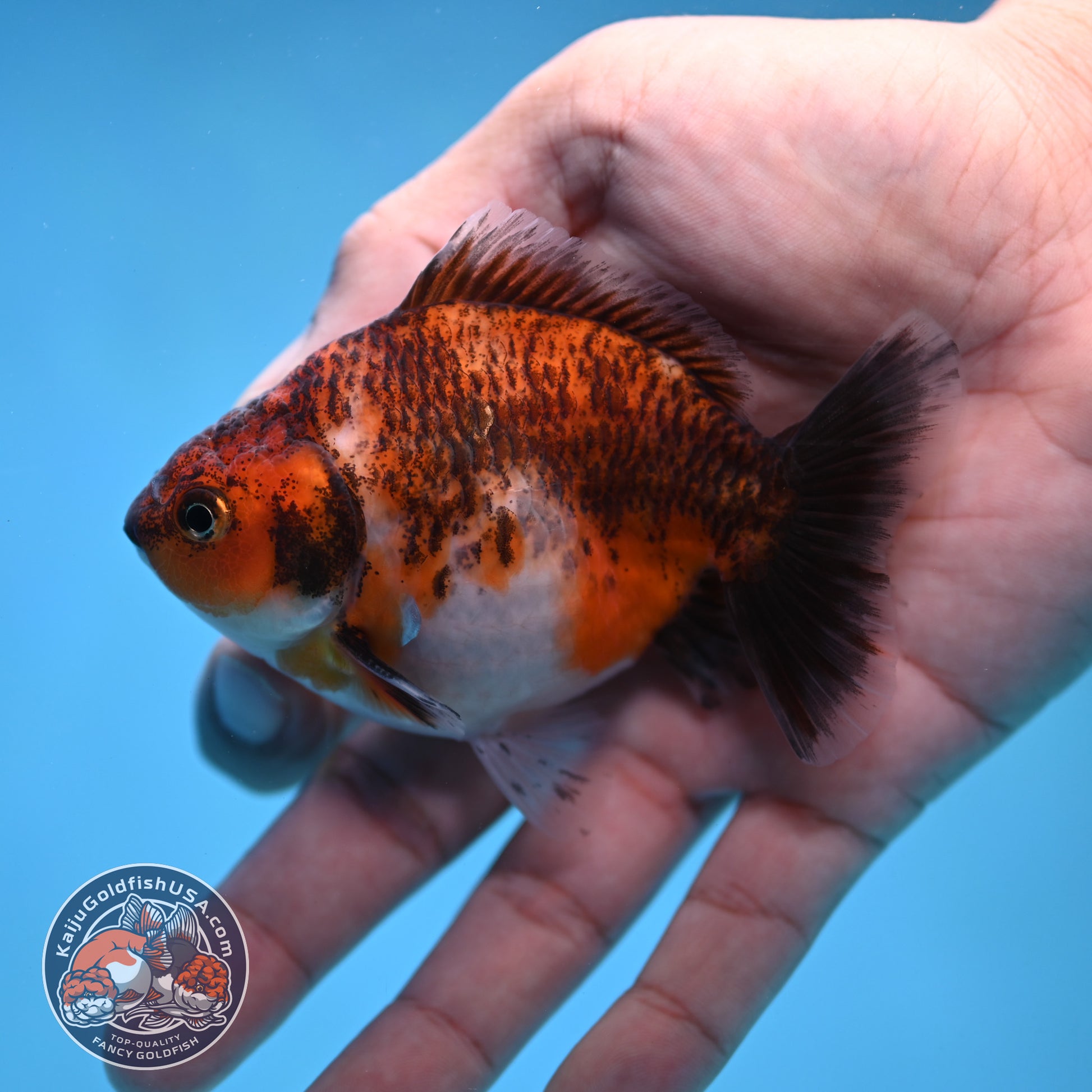 2-Pack Juvenile Shogun Long Body Oranda 2.5-3.5 inch Body (251017_OR22)