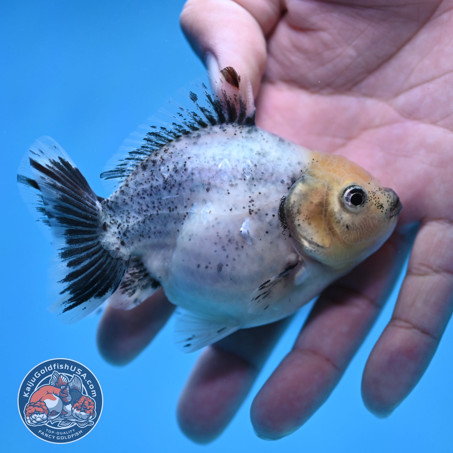 2-Pack Juvenile Shogun Long Body Oranda 2.5-3.5 inch Body (251017_OR22)