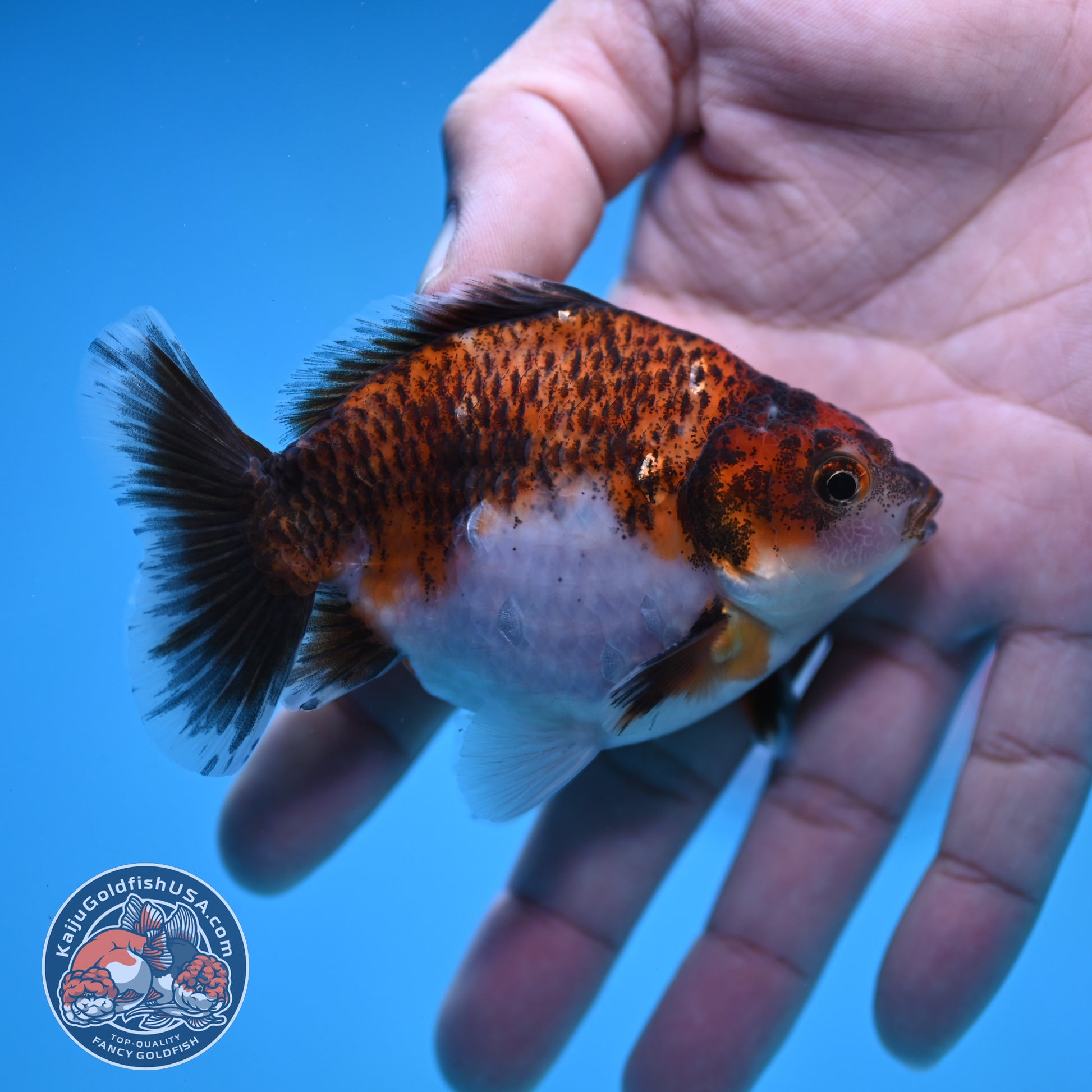 2-Pack Juvenile Shogun Long Body Oranda 2.5-3.5 inch Body (251017_OR22)