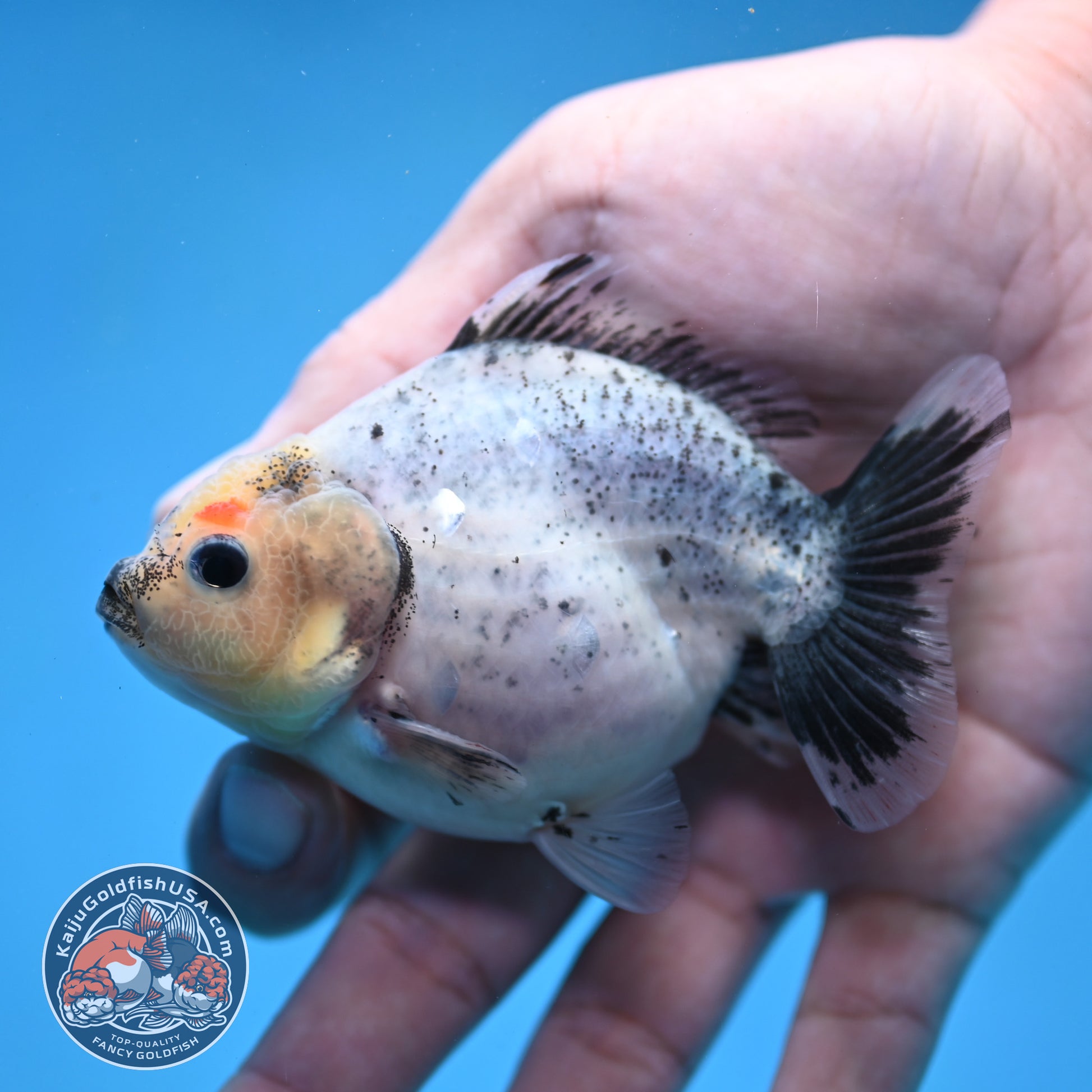 2-Pack Juvenile Shogun Long Body Oranda 2.5-3.5 inch Body (251017_OR22)