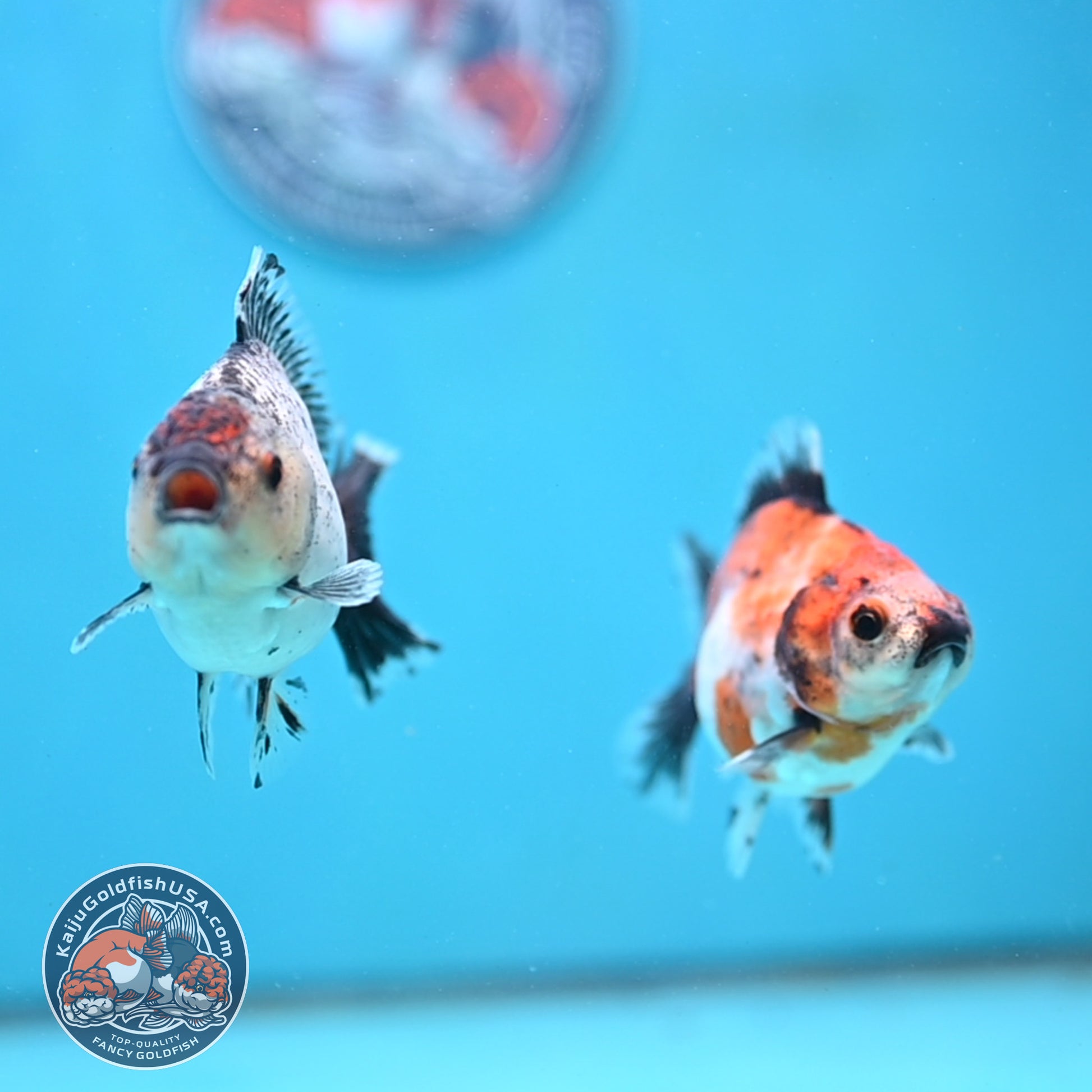 2-Pack Juvenile Shogun Long Body Oranda 2.5-3.5 inch Body (251017_OR23)
