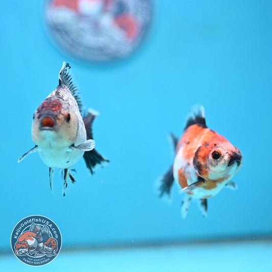 2-Pack Juvenile Shogun Long Body Oranda 2.5-3.5 inch Body (251017_OR23)