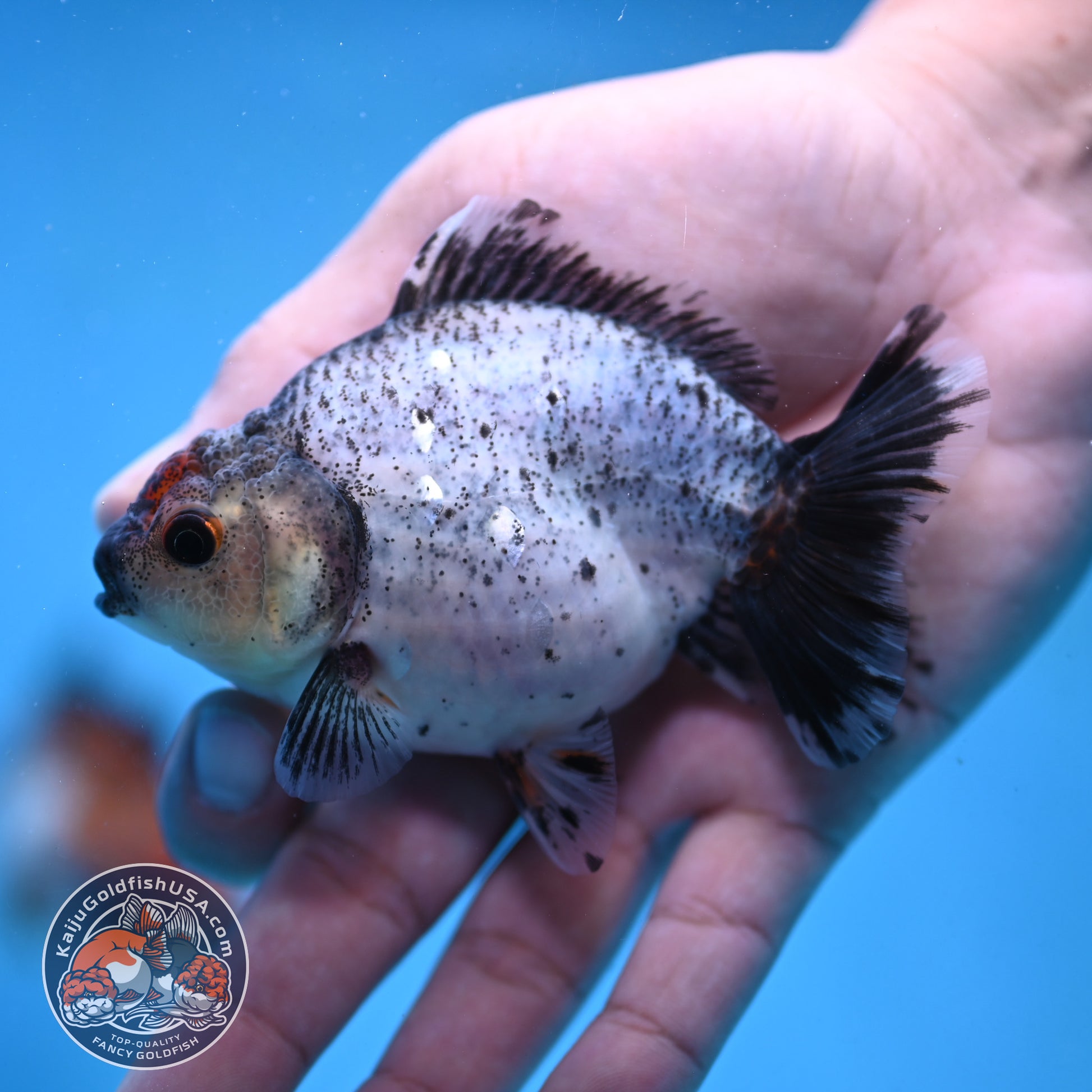 2-Pack Juvenile Shogun Long Body Oranda 2.5-3.5 inch Body (251017_OR23)