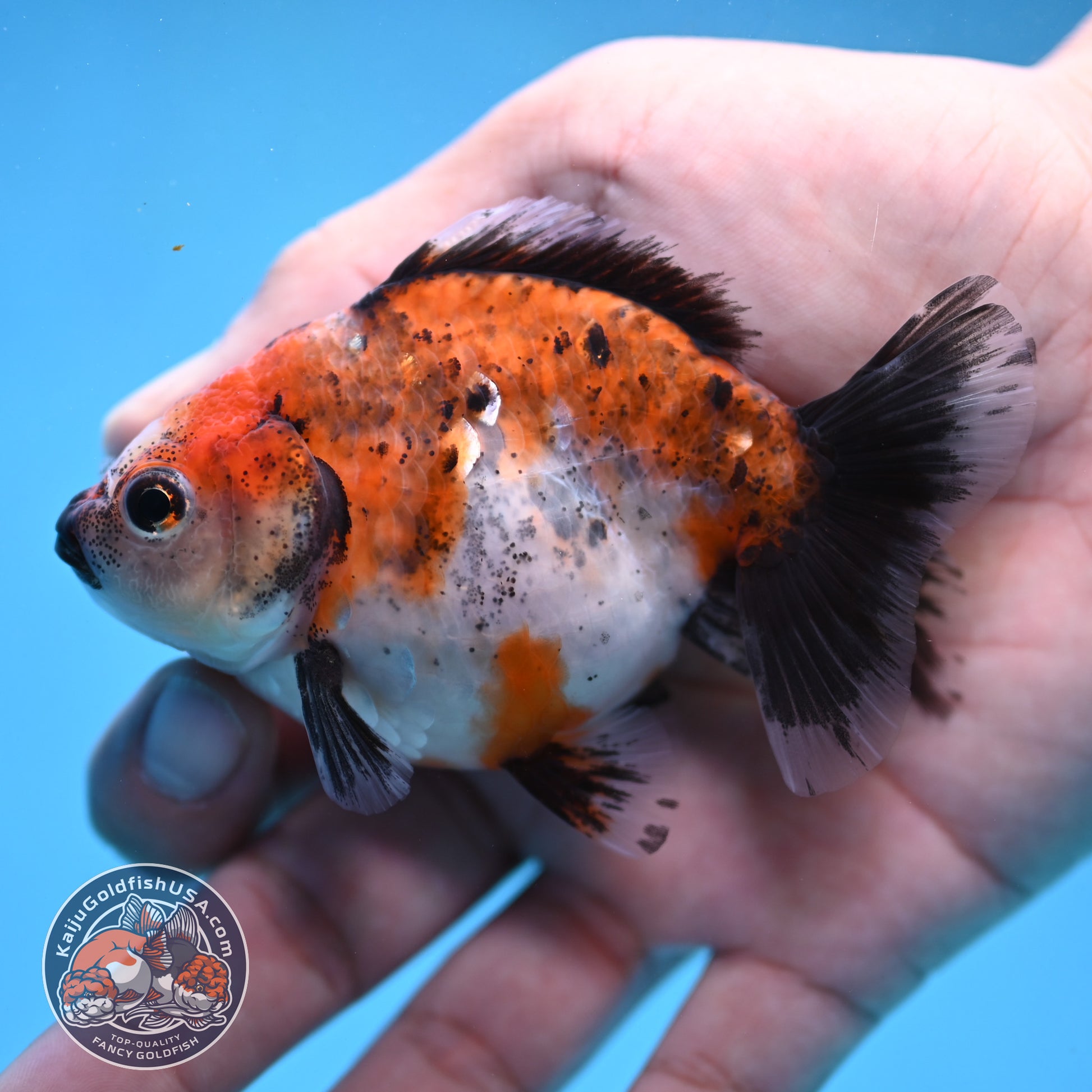 2-Pack Juvenile Shogun Long Body Oranda 2.5-3.5 inch Body (251017_OR23)