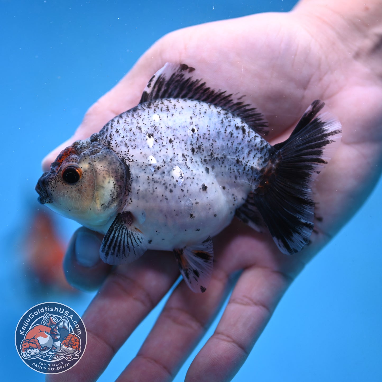 2-Pack Juvenile Shogun Long Body Oranda 2.5-3.5 inch Body (251017_OR23)
