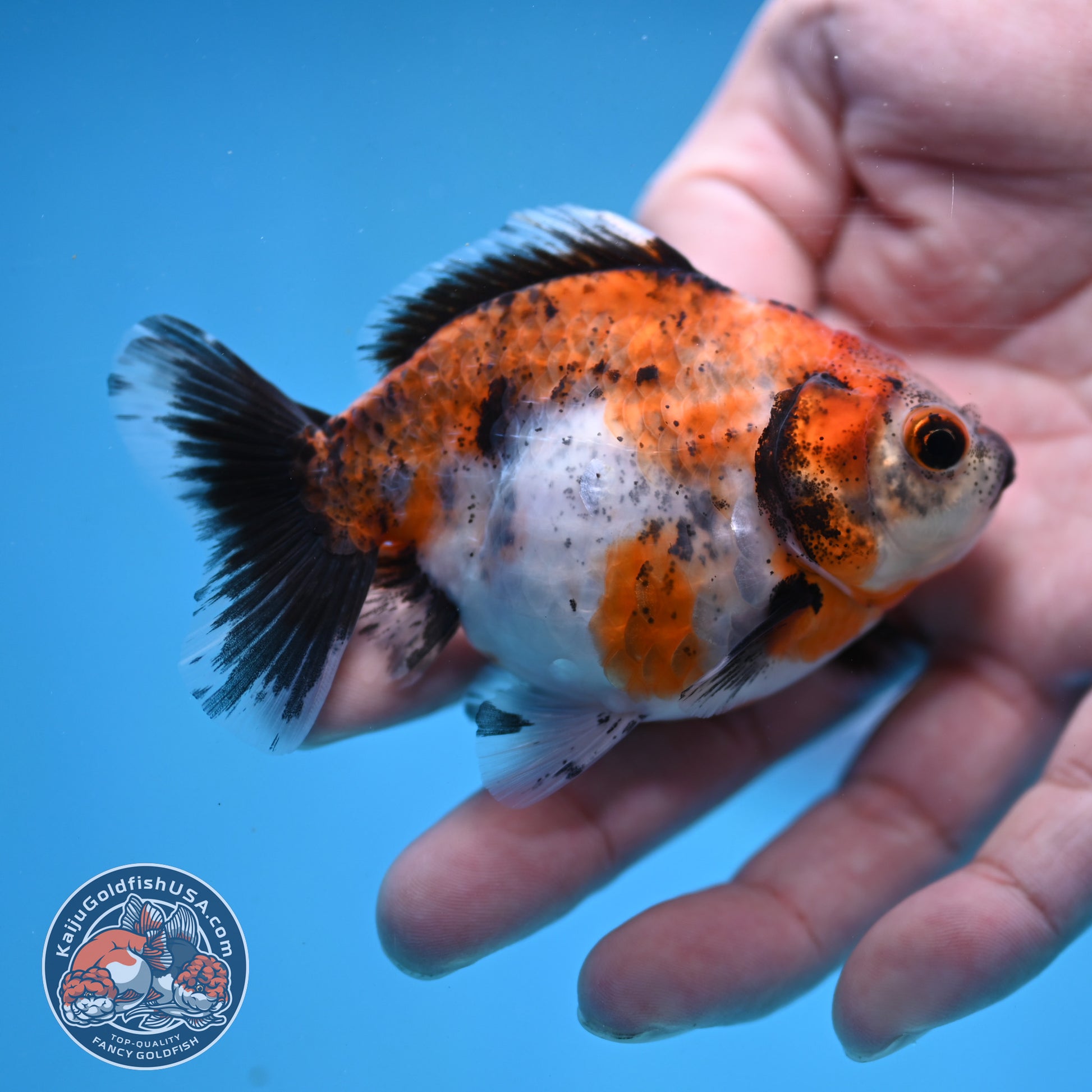 2-Pack Juvenile Shogun Long Body Oranda 2.5-3.5 inch Body (251017_OR23)