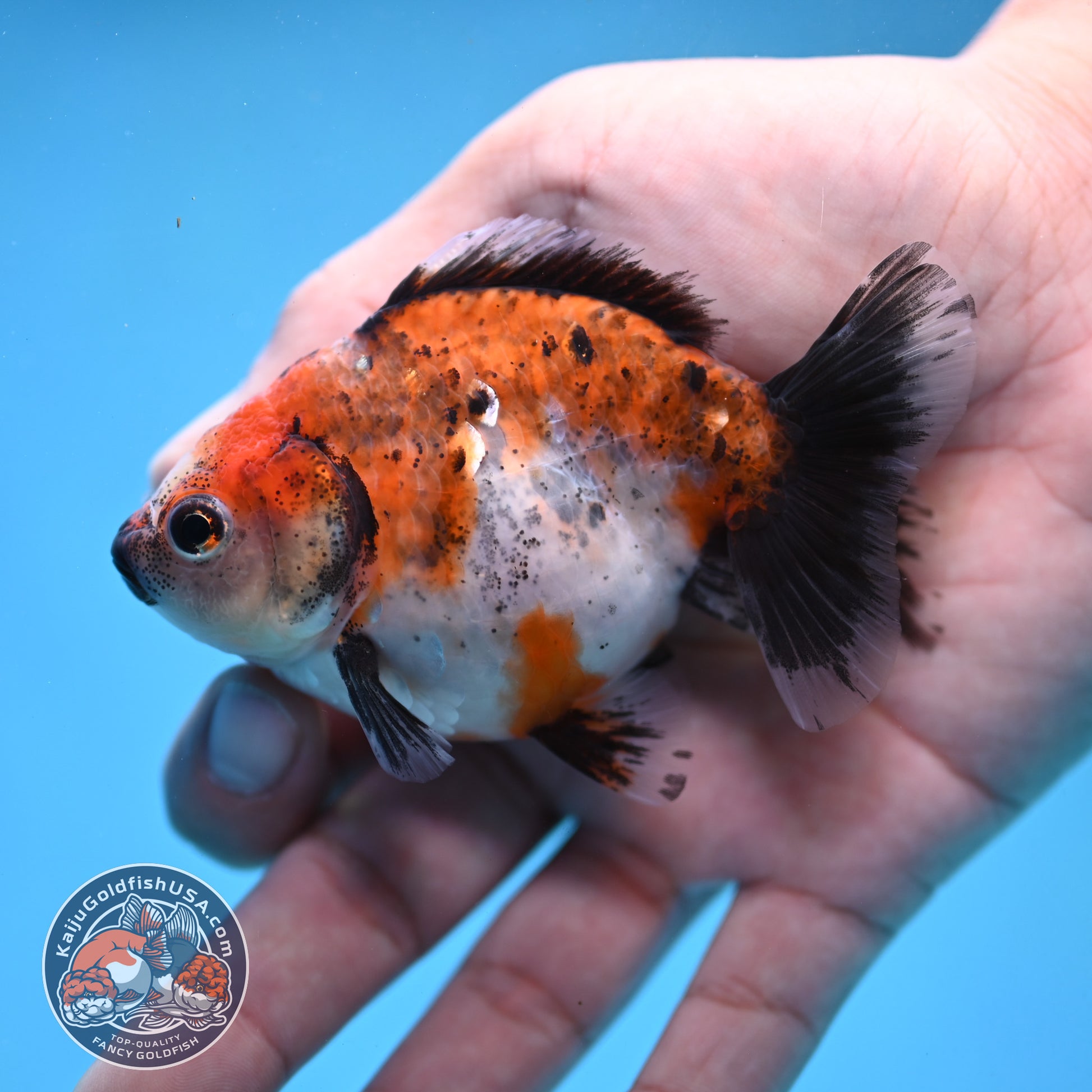 2-Pack Juvenile Shogun Long Body Oranda 2.5-3.5 inch Body (251017_OR23)