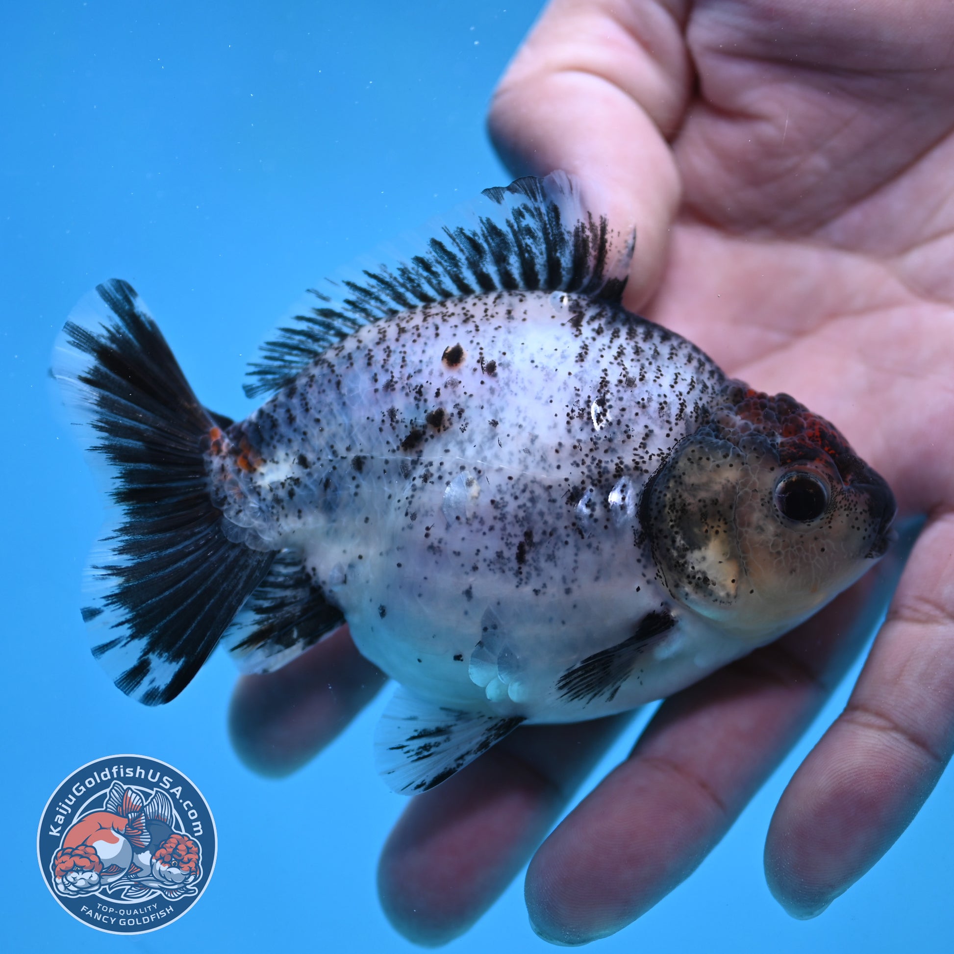 2-Pack Juvenile Shogun Long Body Oranda 2.5-3.5 inch Body (251017_OR23)