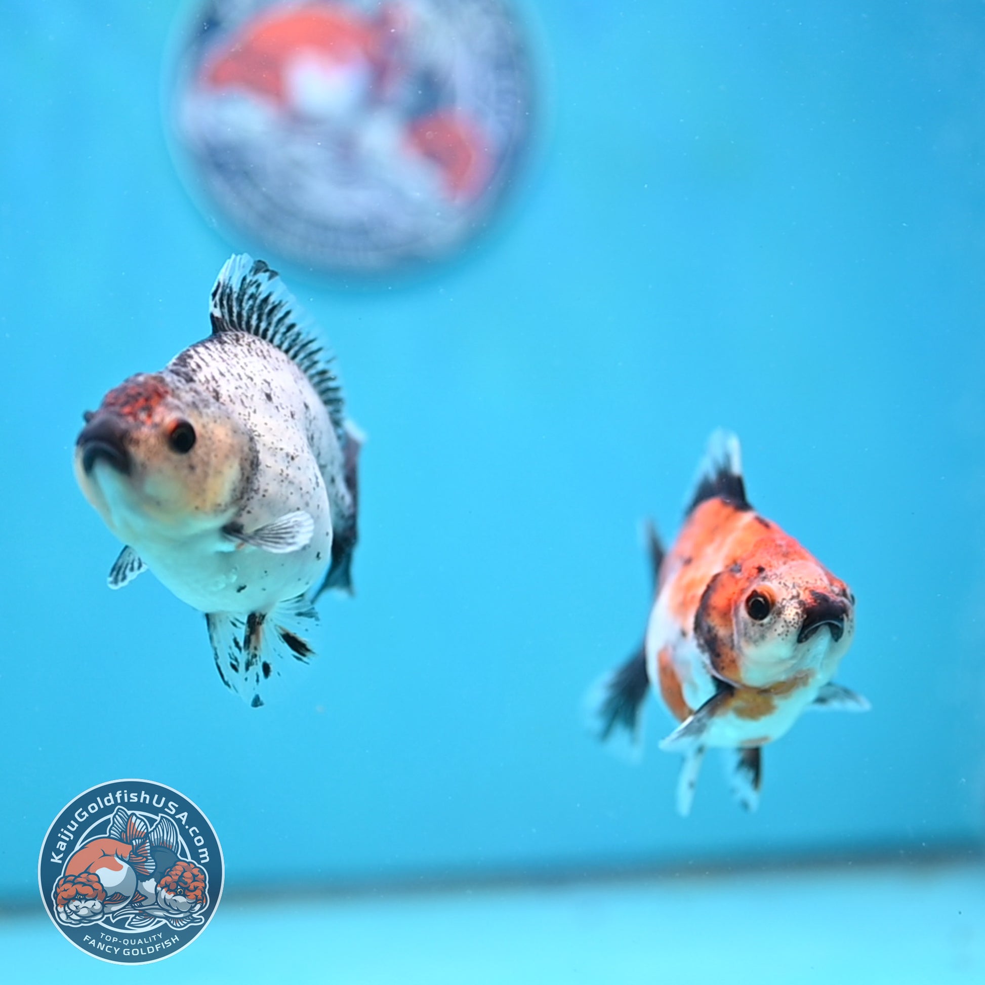 2-Pack Juvenile Shogun Long Body Oranda 2.5-3.5 inch Body (251017_OR23)