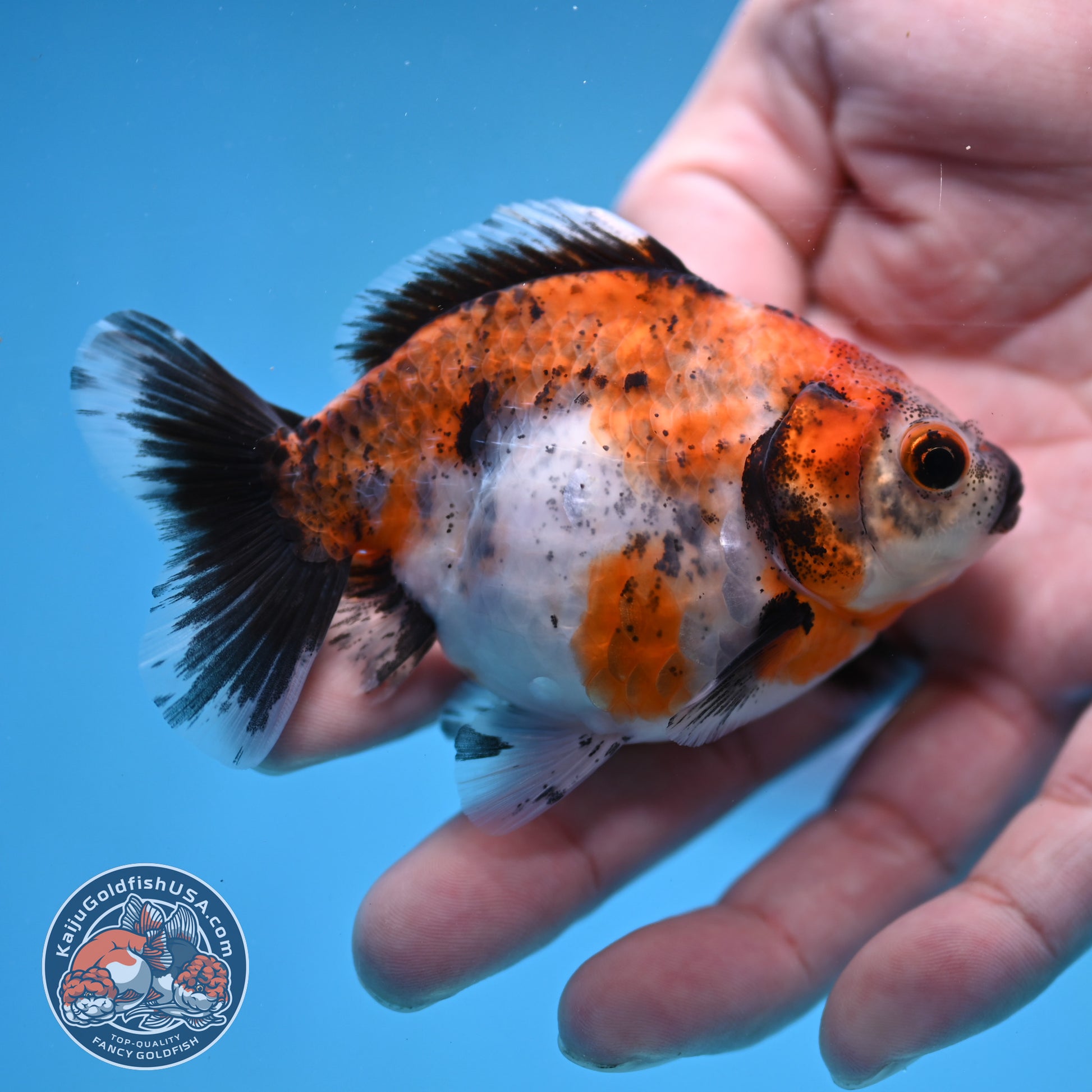 2-Pack Juvenile Shogun Long Body Oranda 2.5-3.5 inch Body (251017_OR23)
