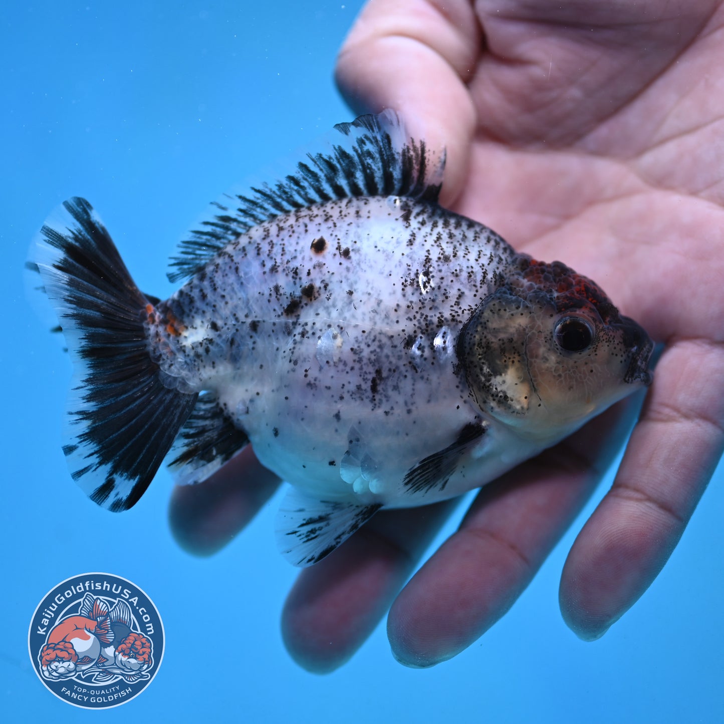 2-Pack Juvenile Shogun Long Body Oranda 2.5-3.5 inch Body (251017_OR23)