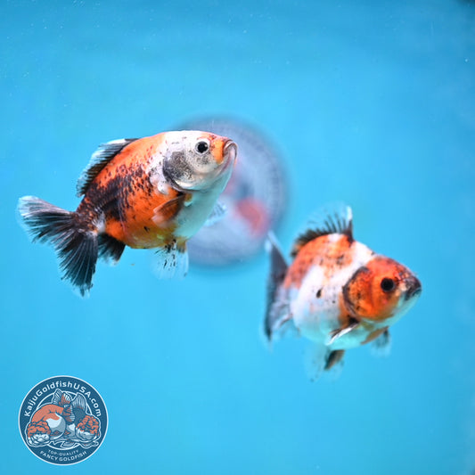 2-Pack Juvenile Shogun Long Body Oranda 2.5-3.5 inch Body (251017_OR24)