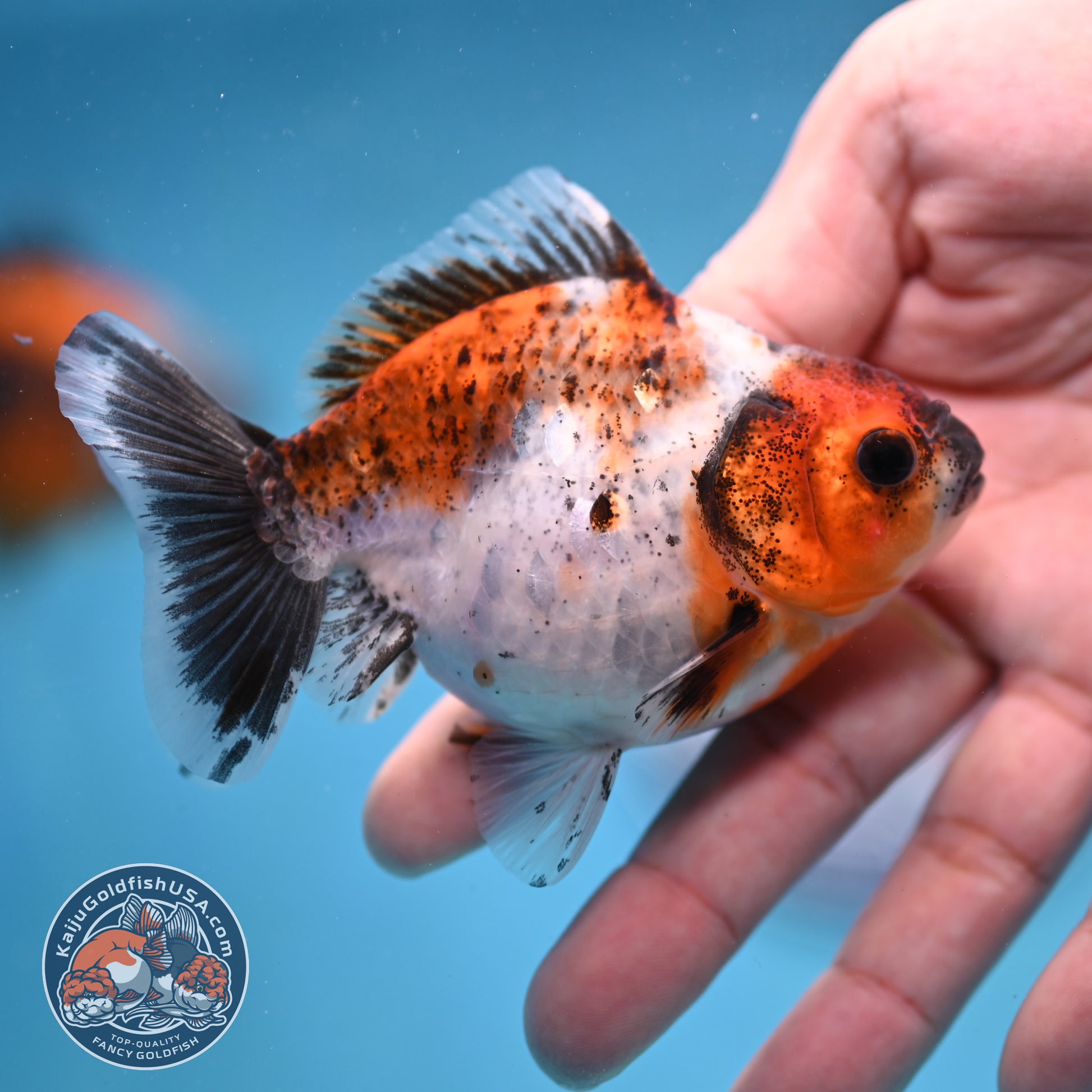 2-Pack Juvenile Shogun Long Body Oranda 2.5-3.5 inch Body (251017_OR24)