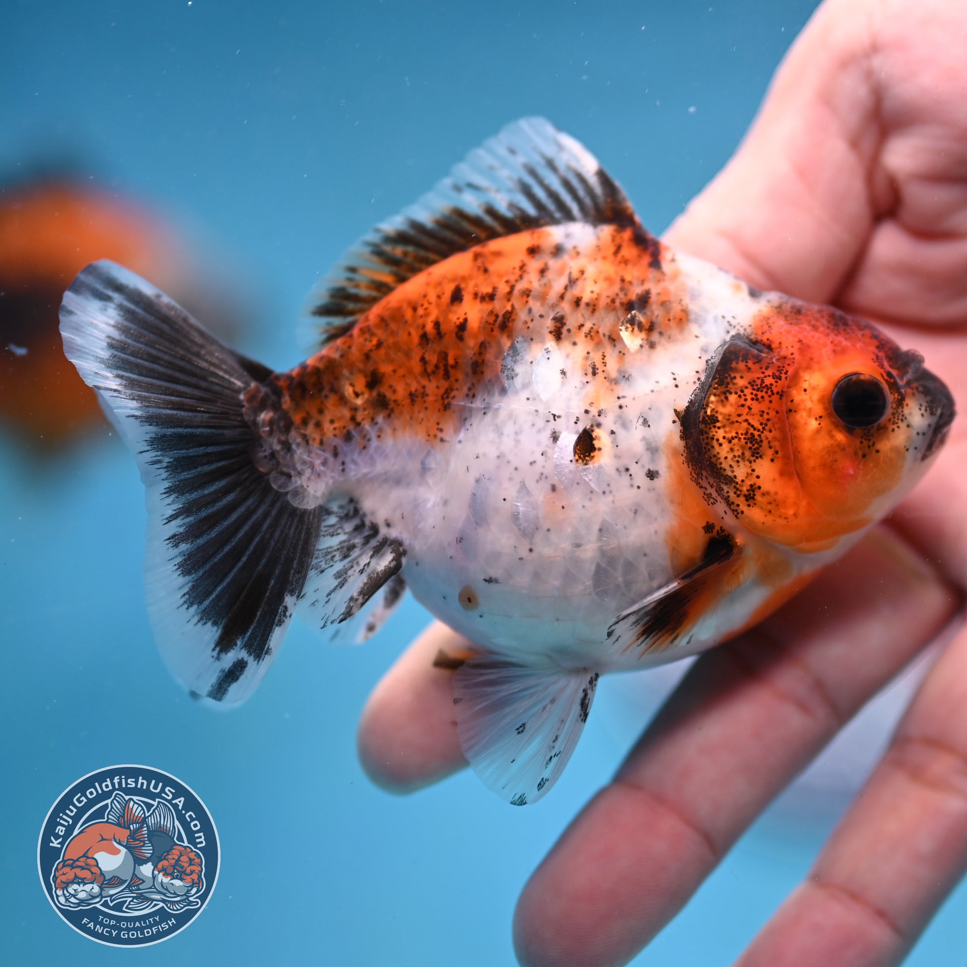 2-Pack Juvenile Shogun Long Body Oranda 2.5-3.5 inch Body (251017_OR24)