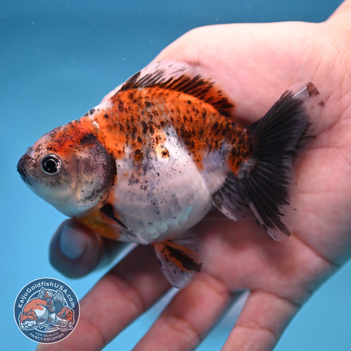 2-Pack Juvenile Shogun Long Body Oranda 2.5-3.5 inch Body (251017_OR24)