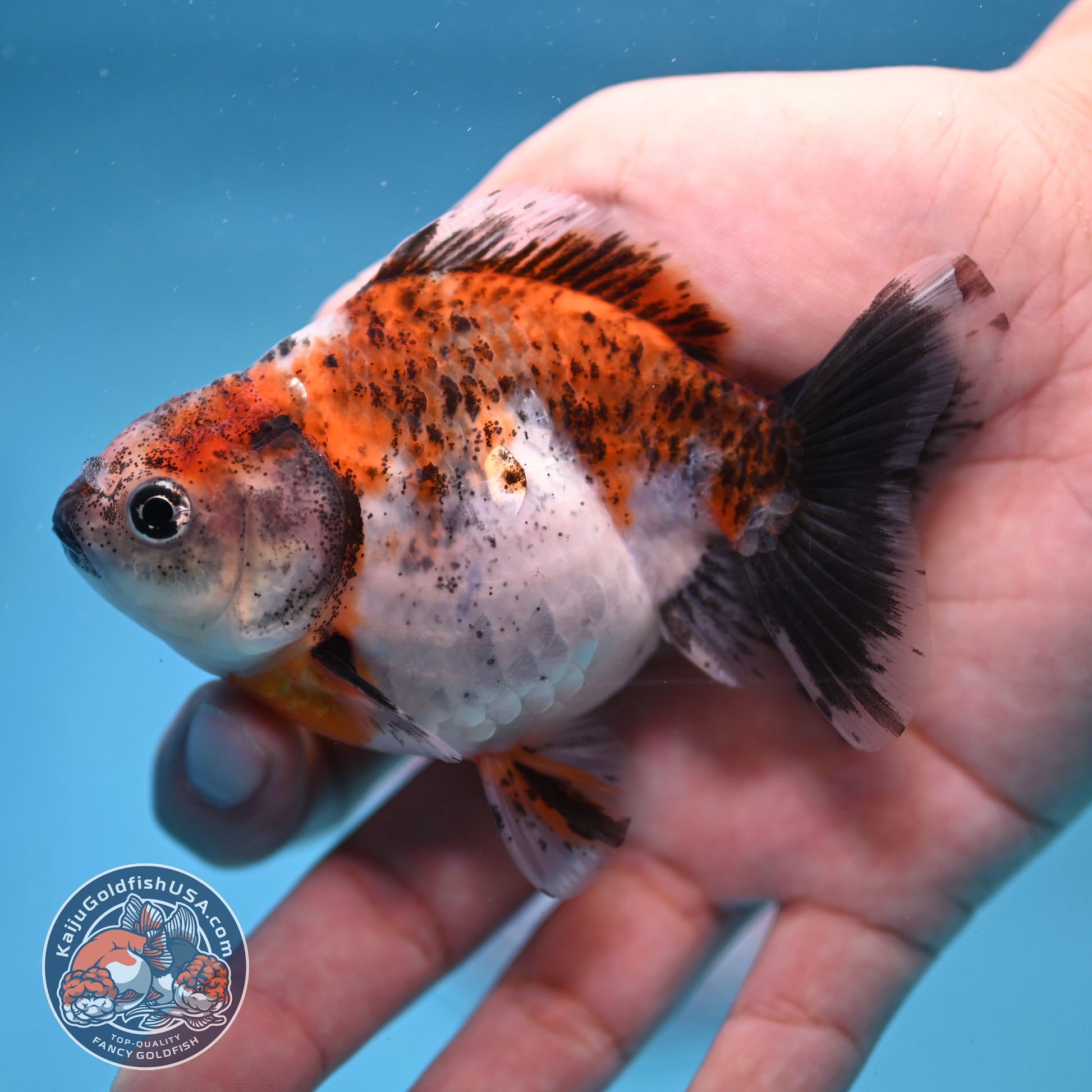 2-Pack Juvenile Shogun Long Body Oranda 2.5-3.5 inch Body (251017_OR24)