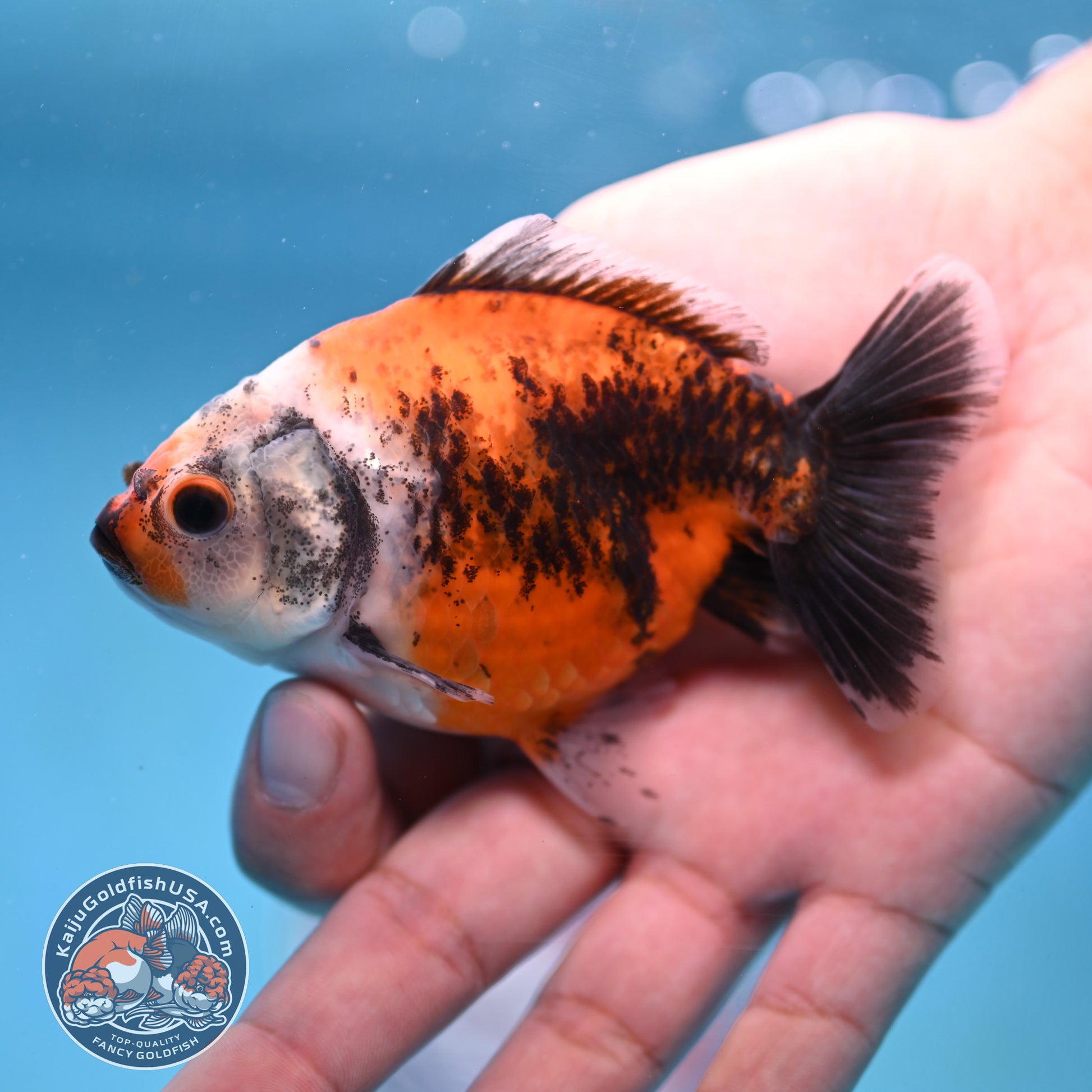 2-Pack Juvenile Shogun Long Body Oranda 2.5-3.5 inch Body (251017_OR24)