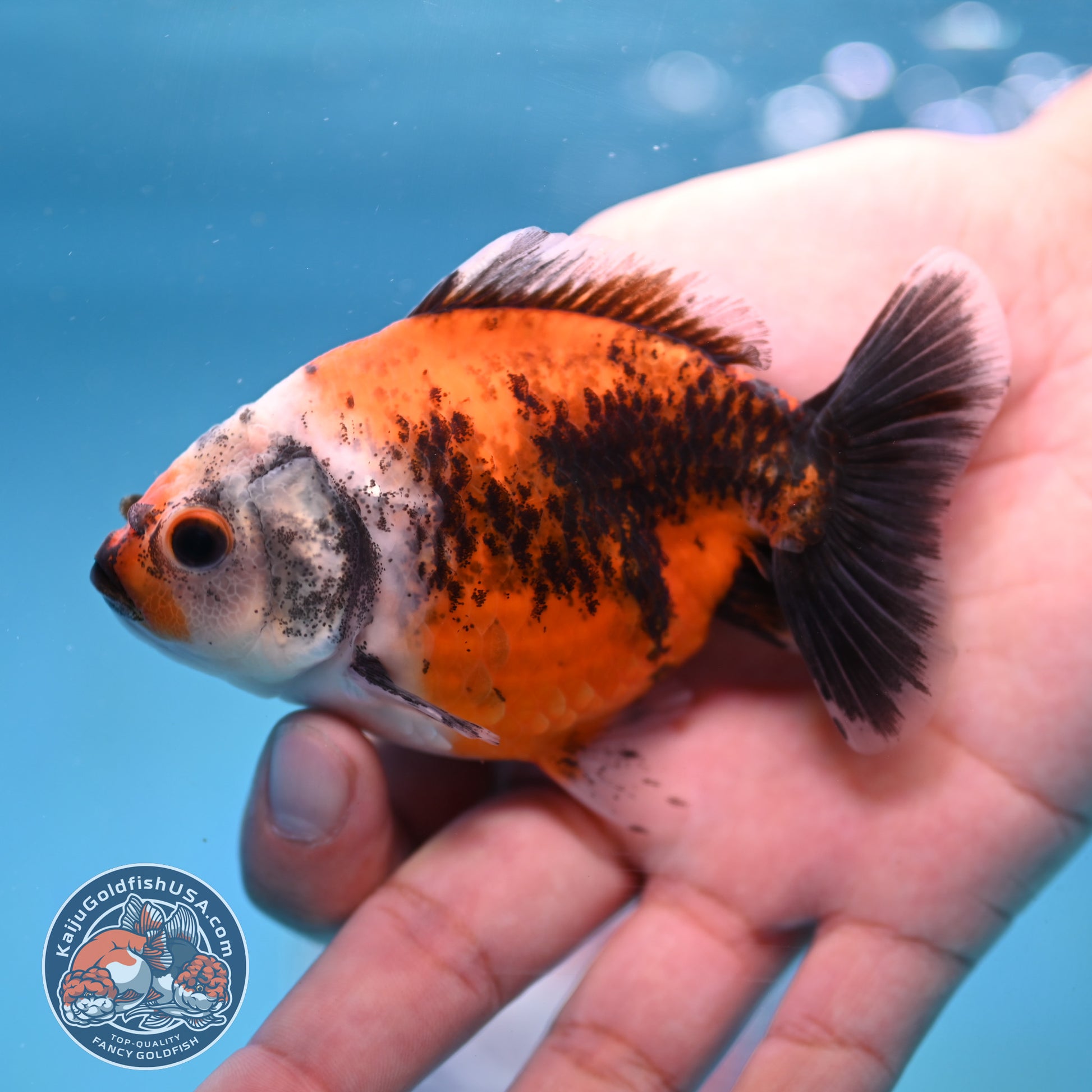 2-Pack Juvenile Shogun Long Body Oranda 2.5-3.5 inch Body (251017_OR24)
