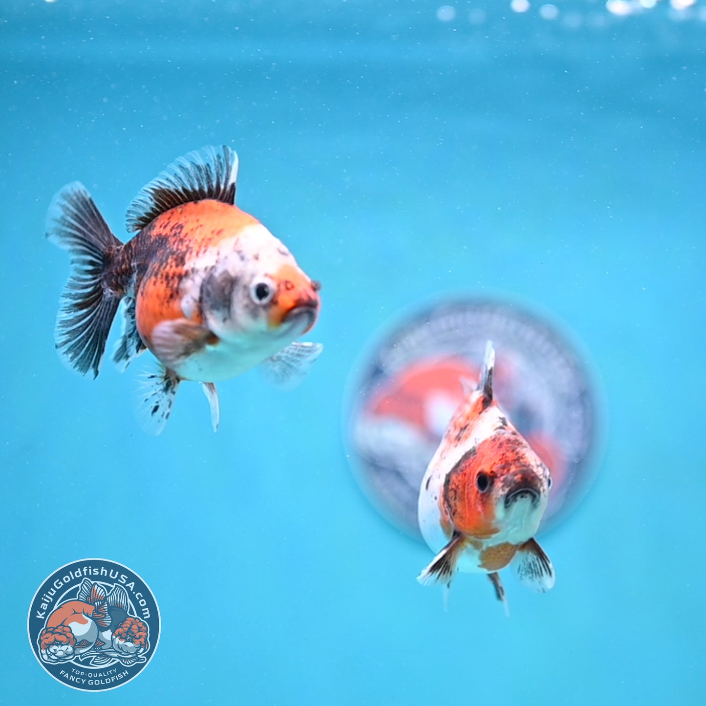 2-Pack Juvenile Shogun Long Body Oranda 2.5-3.5 inch Body (251017_OR24)