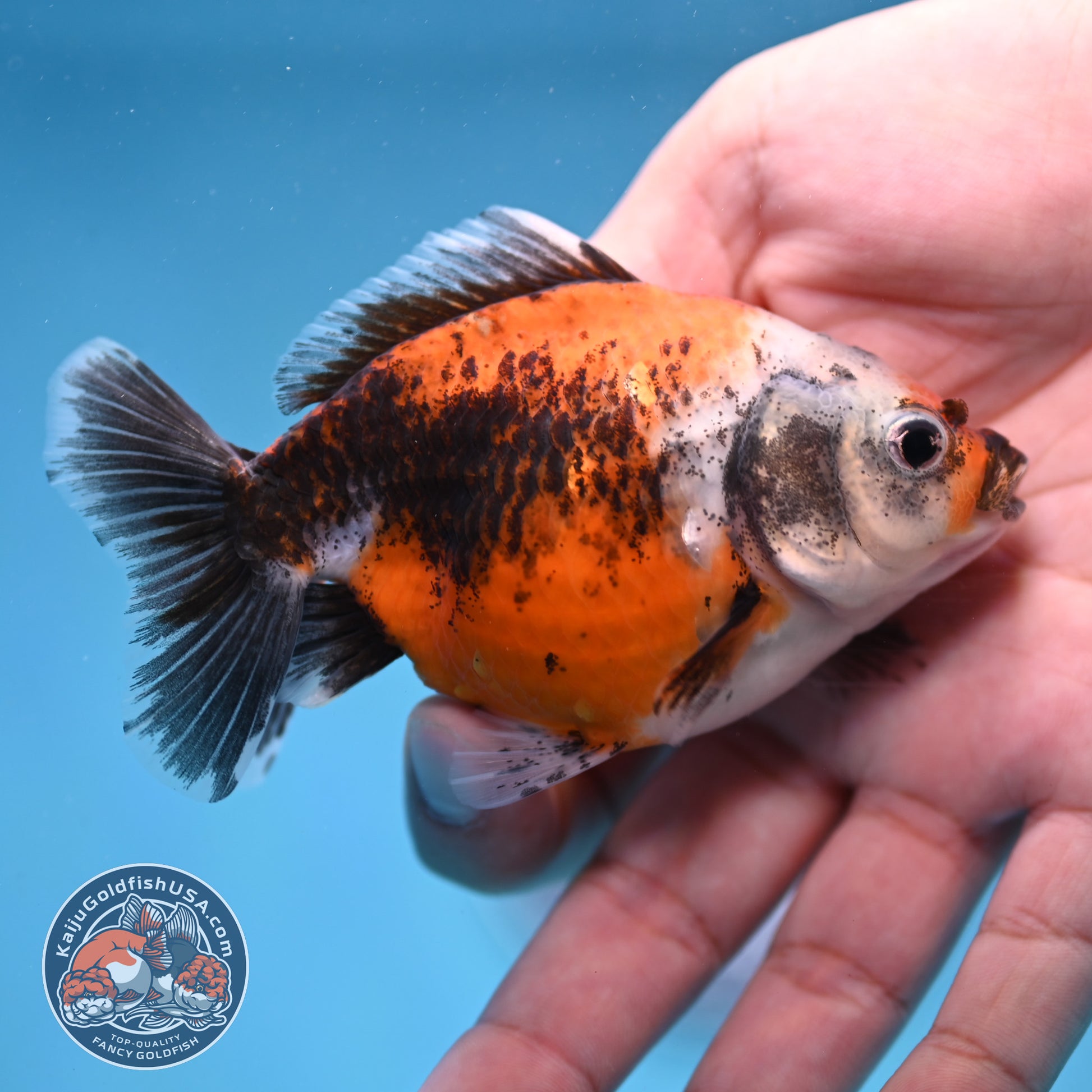2-Pack Juvenile Shogun Long Body Oranda 2.5-3.5 inch Body (251017_OR24)