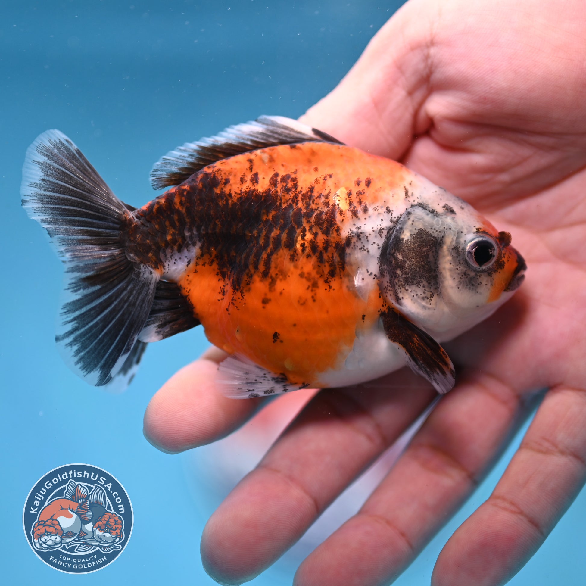 2-Pack Juvenile Shogun Long Body Oranda 2.5-3.5 inch Body (251017_OR24)