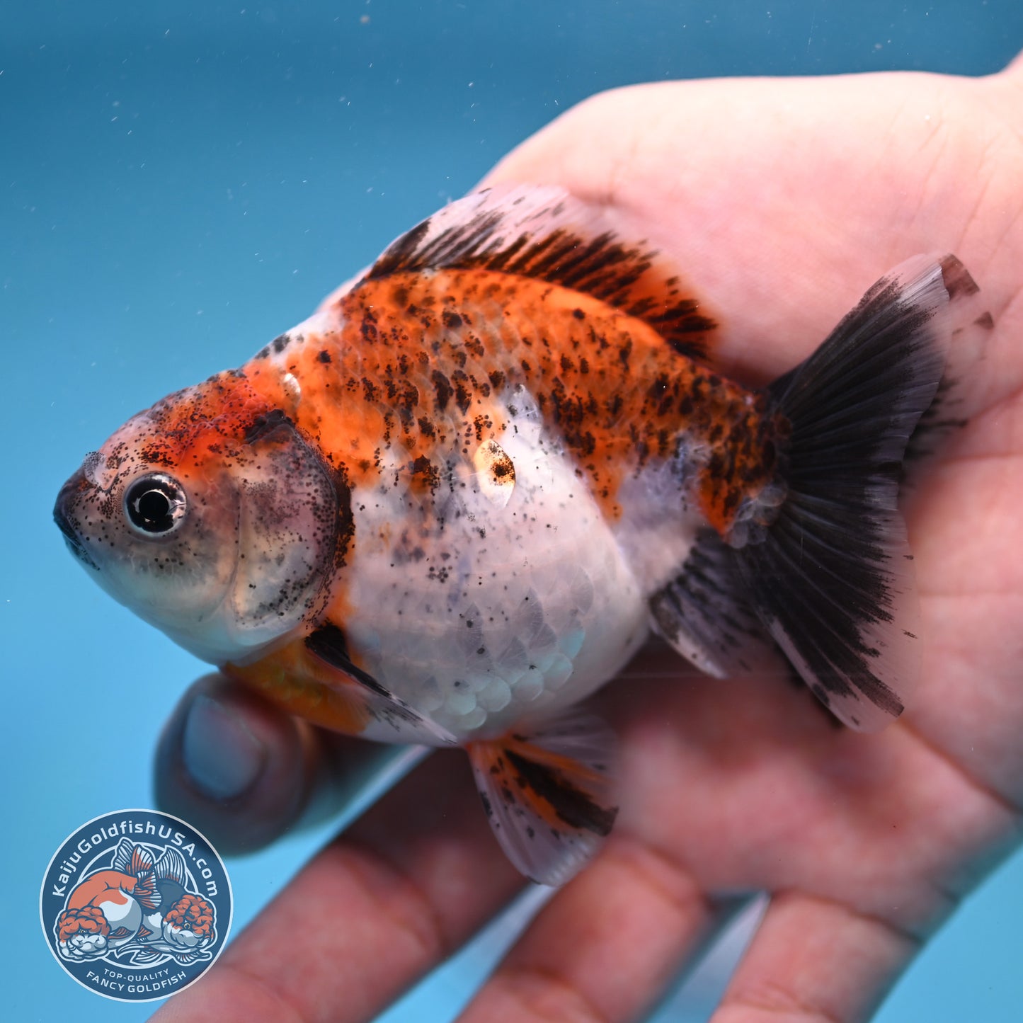 2-Pack Juvenile Shogun Long Body Oranda 2.5-3.5 inch Body (251017_OR24)