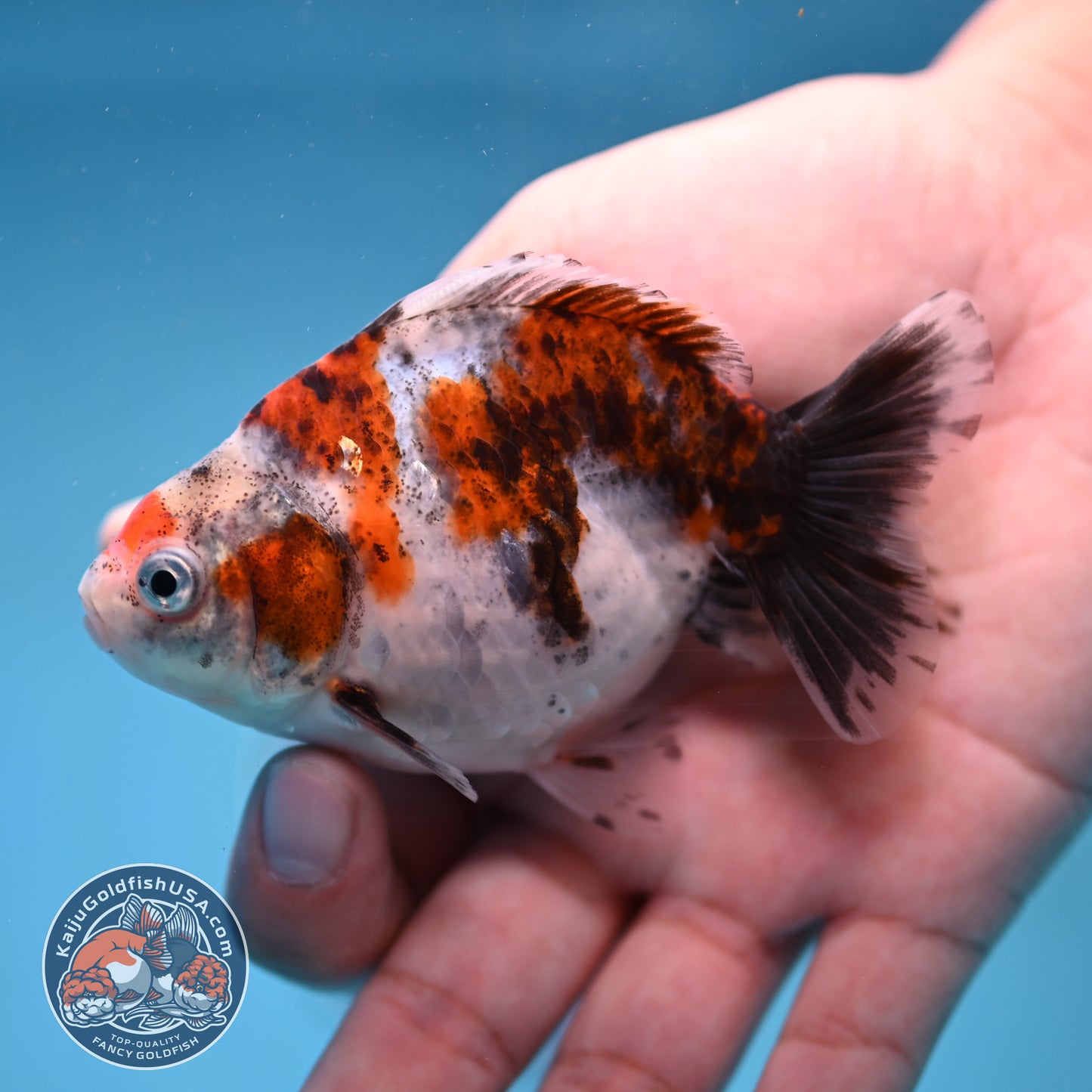 2-Pack Juvenile Shogun Long Body Oranda 2.5-3.5 inch Body (251017_OR25)