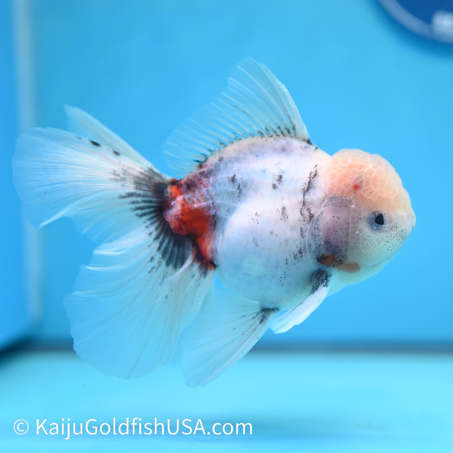 Blue Base Calico Rose Tail Oranda 5 -5.5 inches (240202_OR10) - Kaiju Goldfish USA