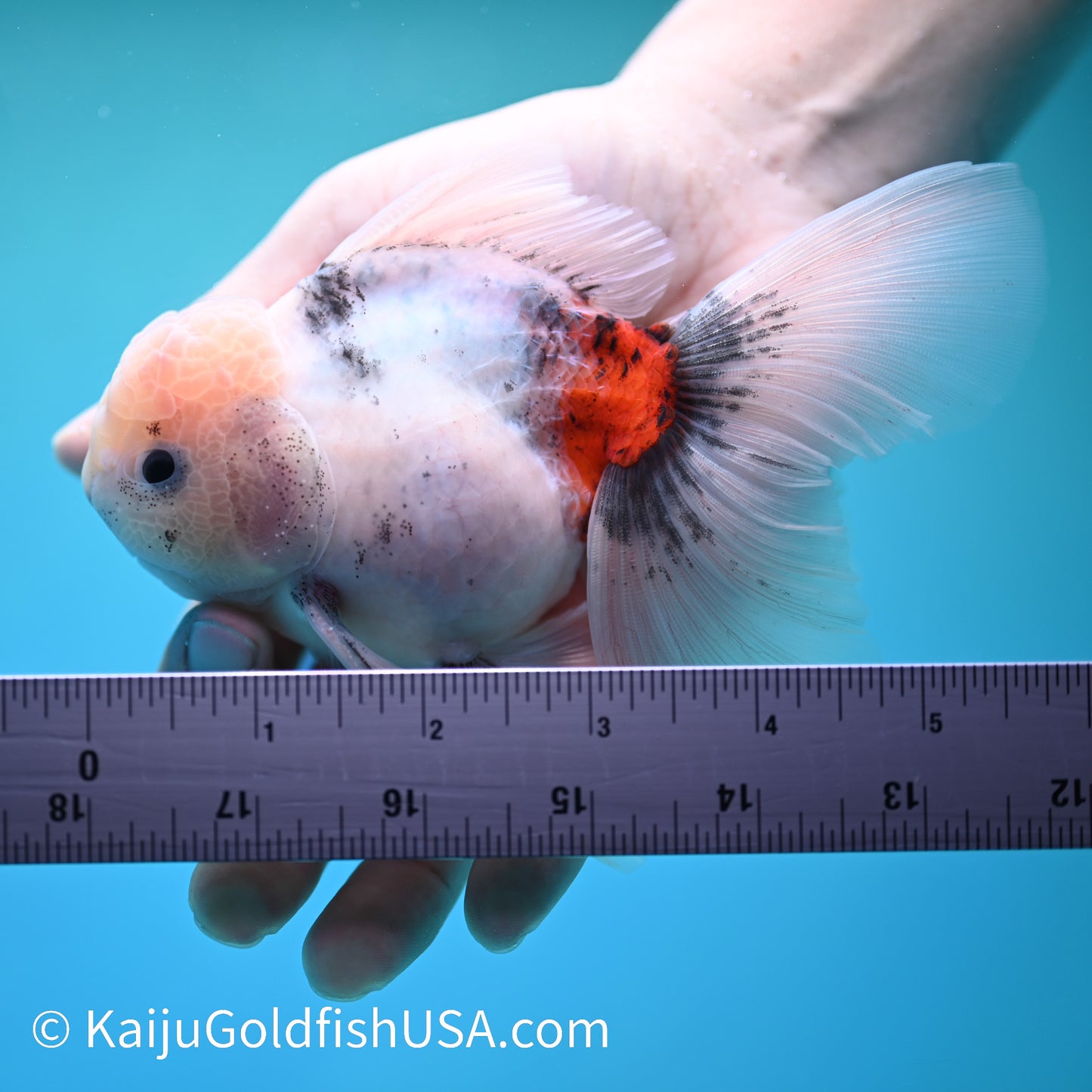 Blue Base Calico Rose Tail Oranda 5 -5.5 inches (240202_OR10) - Kaiju Goldfish USA