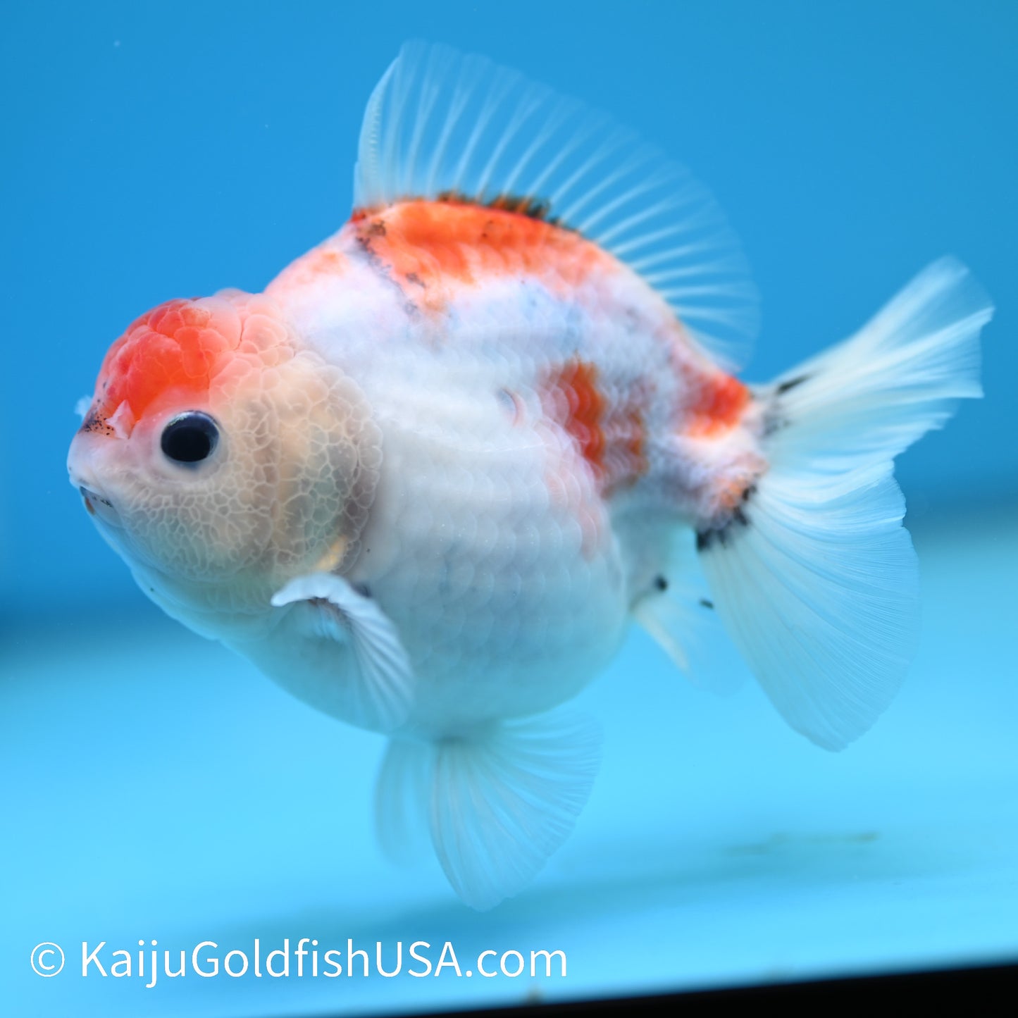 Tricolor Sakura YuanBao 3.5-4 inches (240209_OR02) - Kaiju Goldfish USA