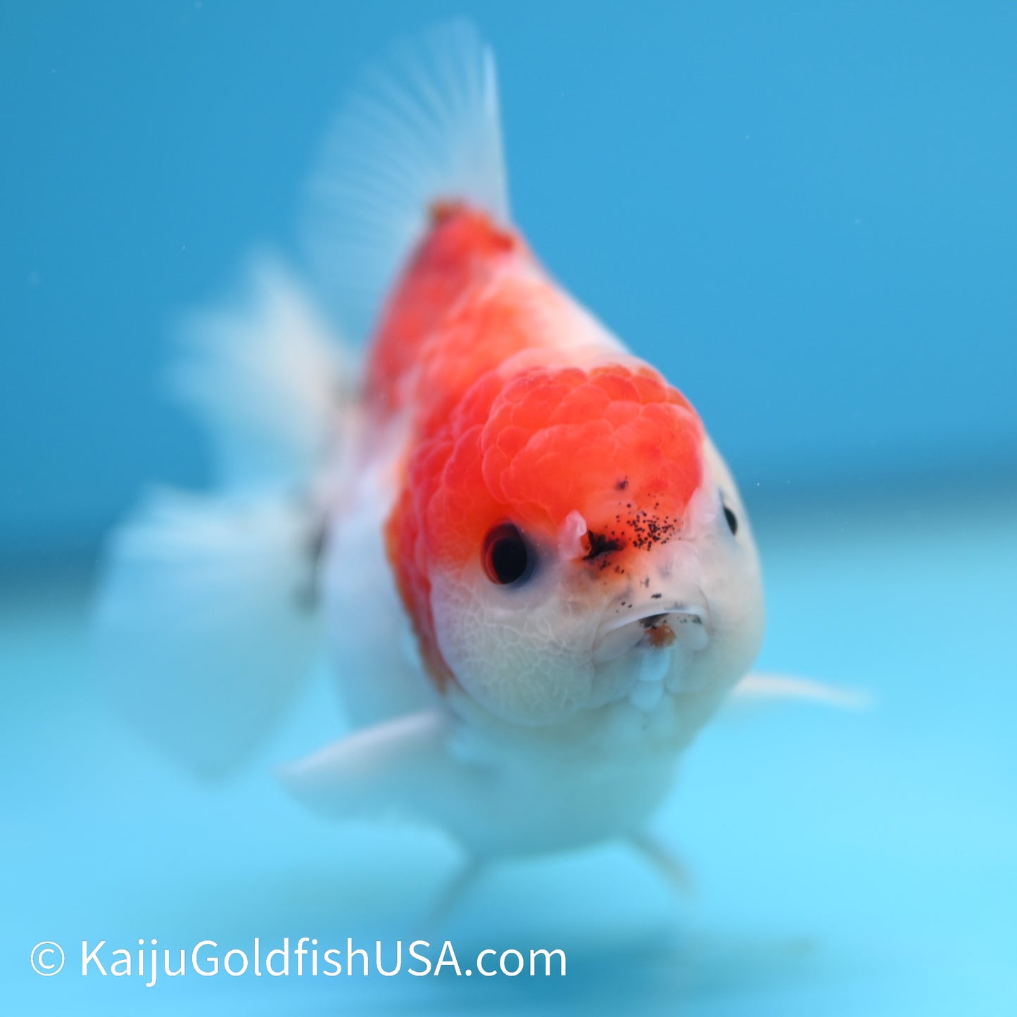 Tricolor Sakura YuanBao 3.5-4 inches (240209_OR02) - Kaiju Goldfish USA