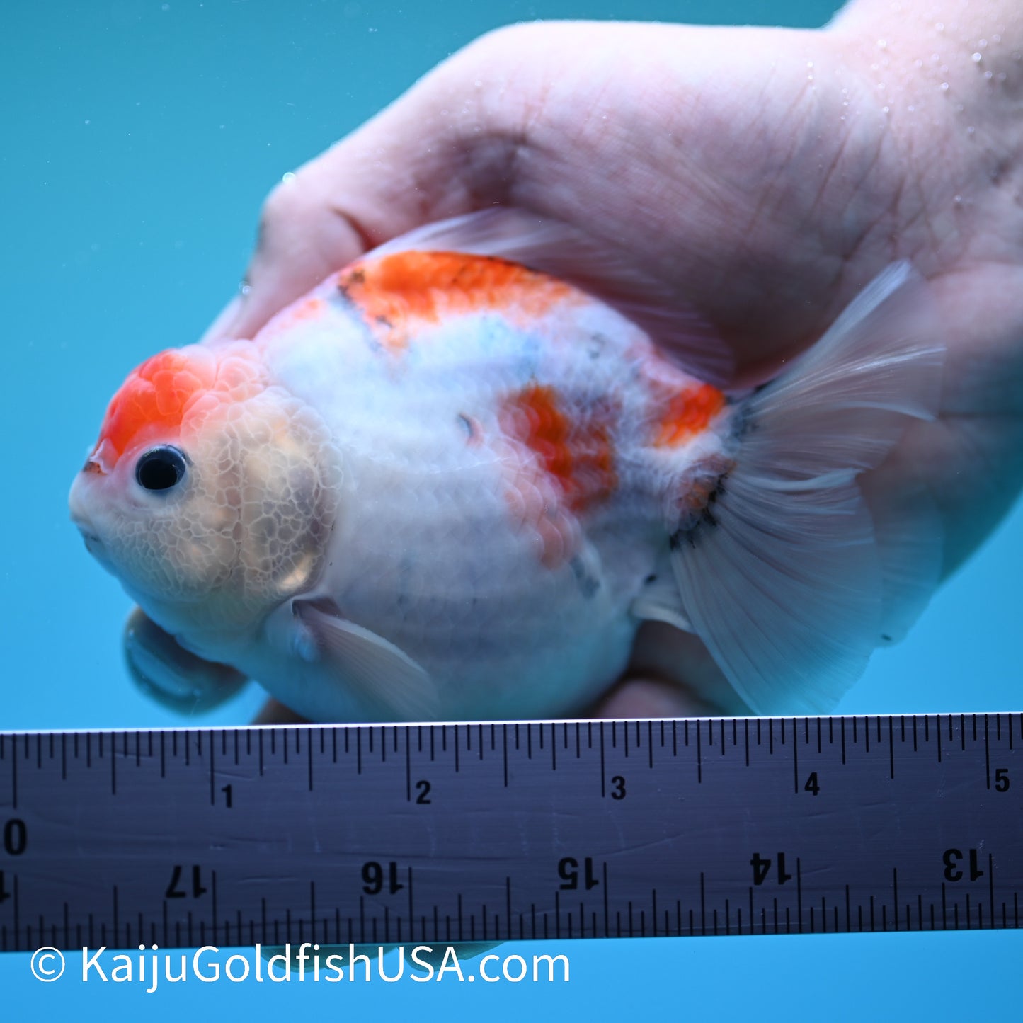 Tricolor Sakura YuanBao 3.5-4 inches (240209_OR02) - Kaiju Goldfish USA