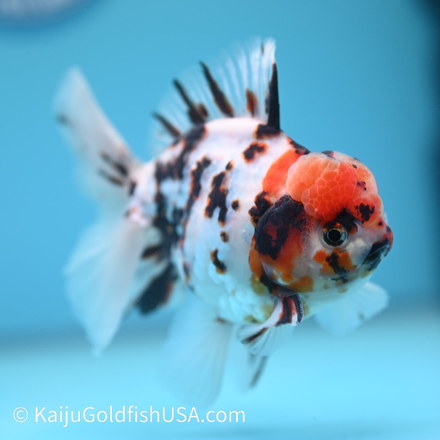 Tricolor White Tiger Oranda 4.5-5 inches (240209_OR08) - Kaiju Goldfish USA